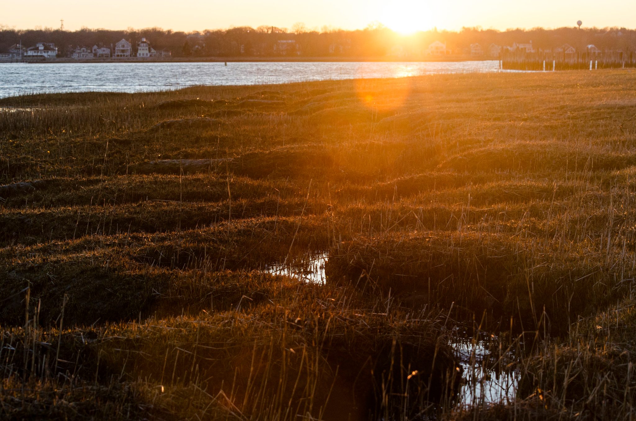 The salt marsh goes amber in the last light.