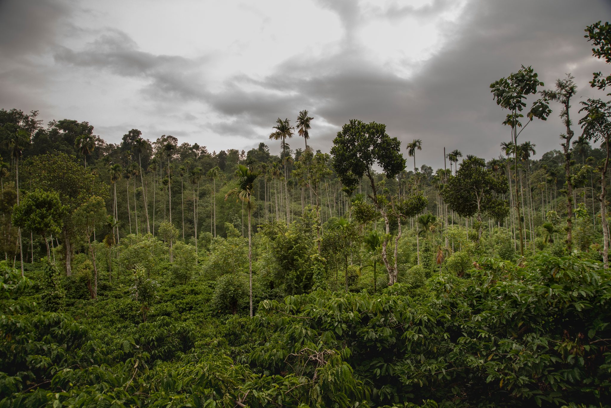 Areca palms rise out of the plantation under a heavy sky.