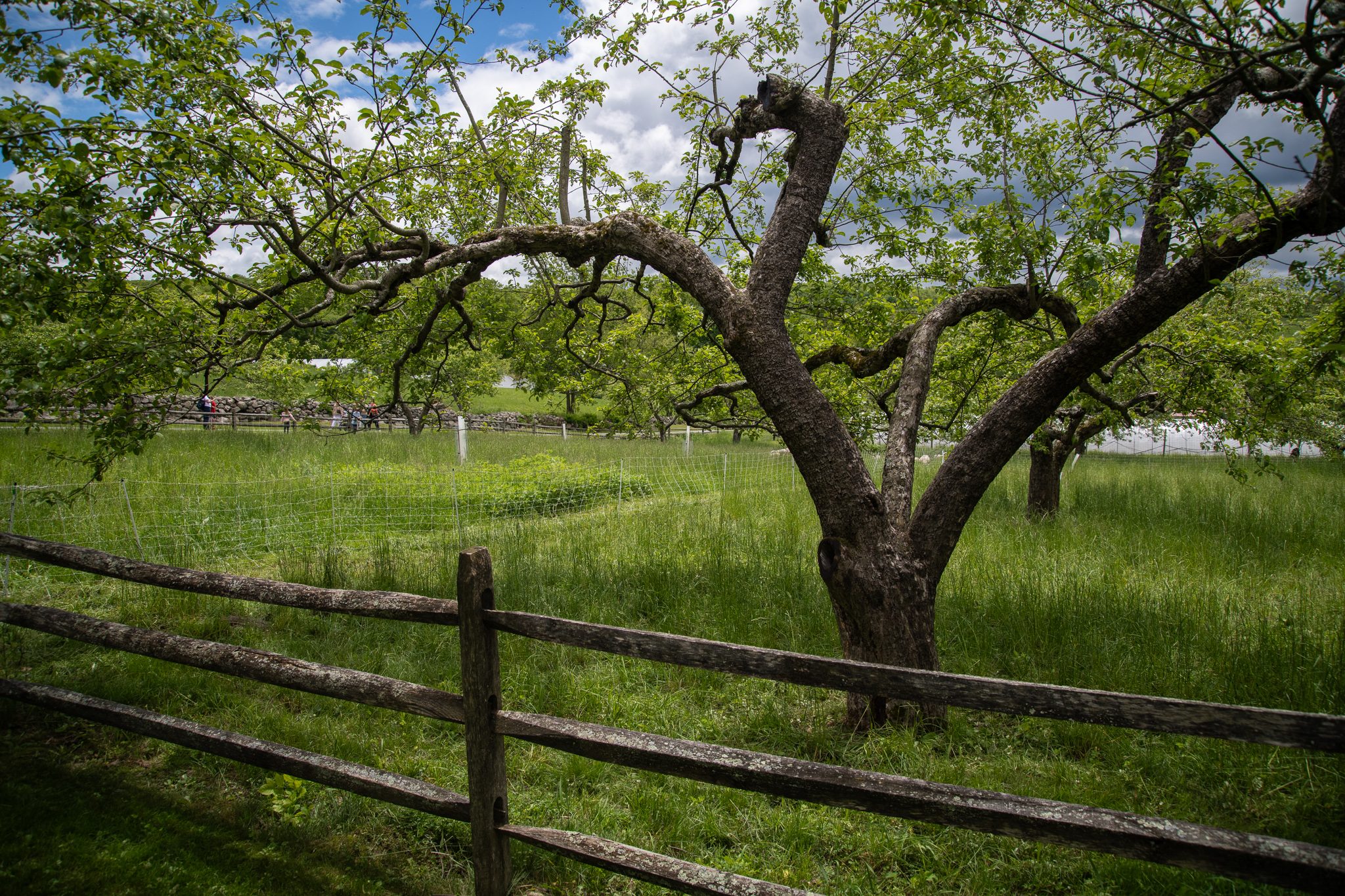 An old apple tree leans over the split-rail fence at the edge of the orchard.