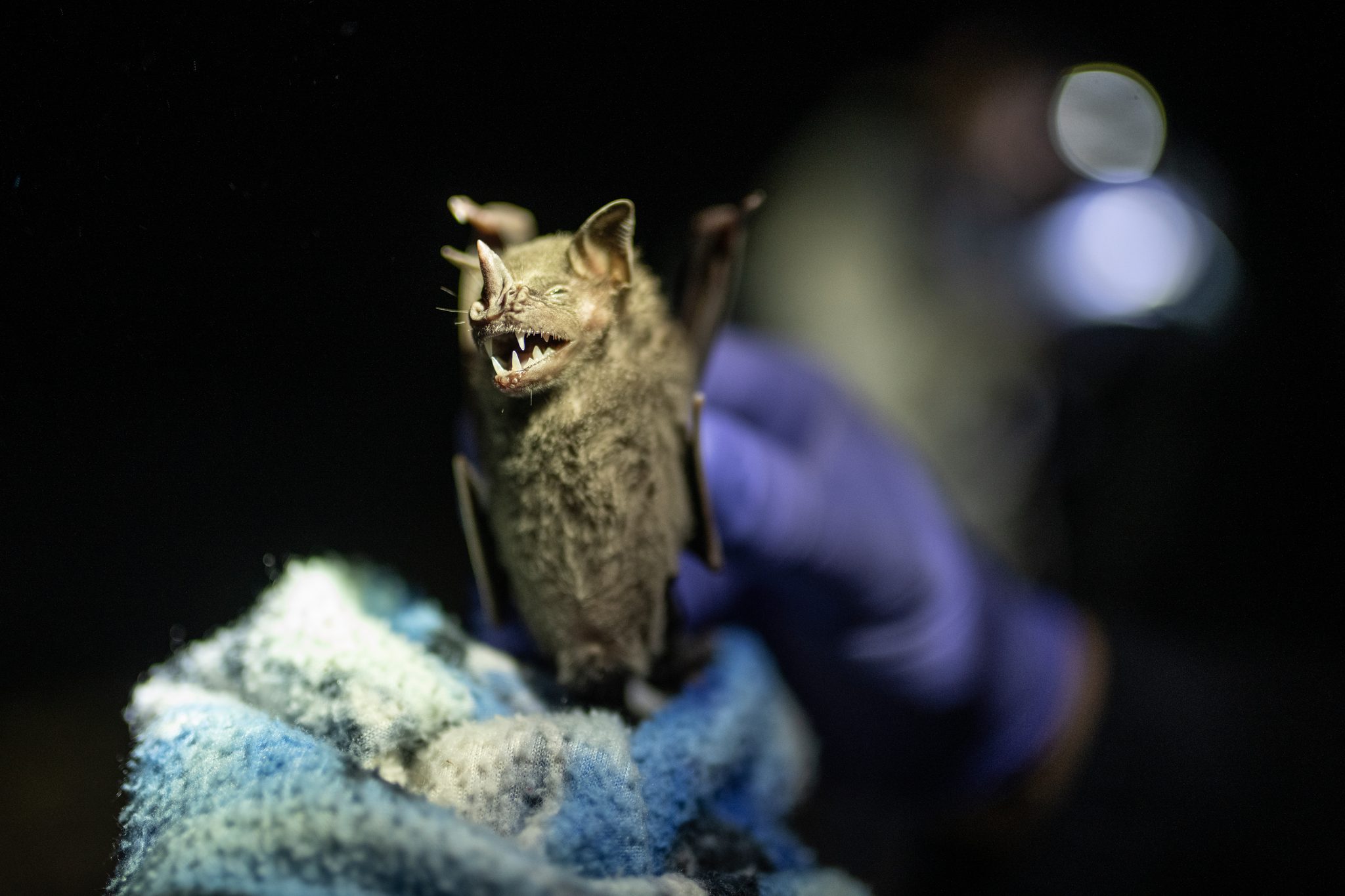 Held upright on the cloth, the bat shows its teeth.