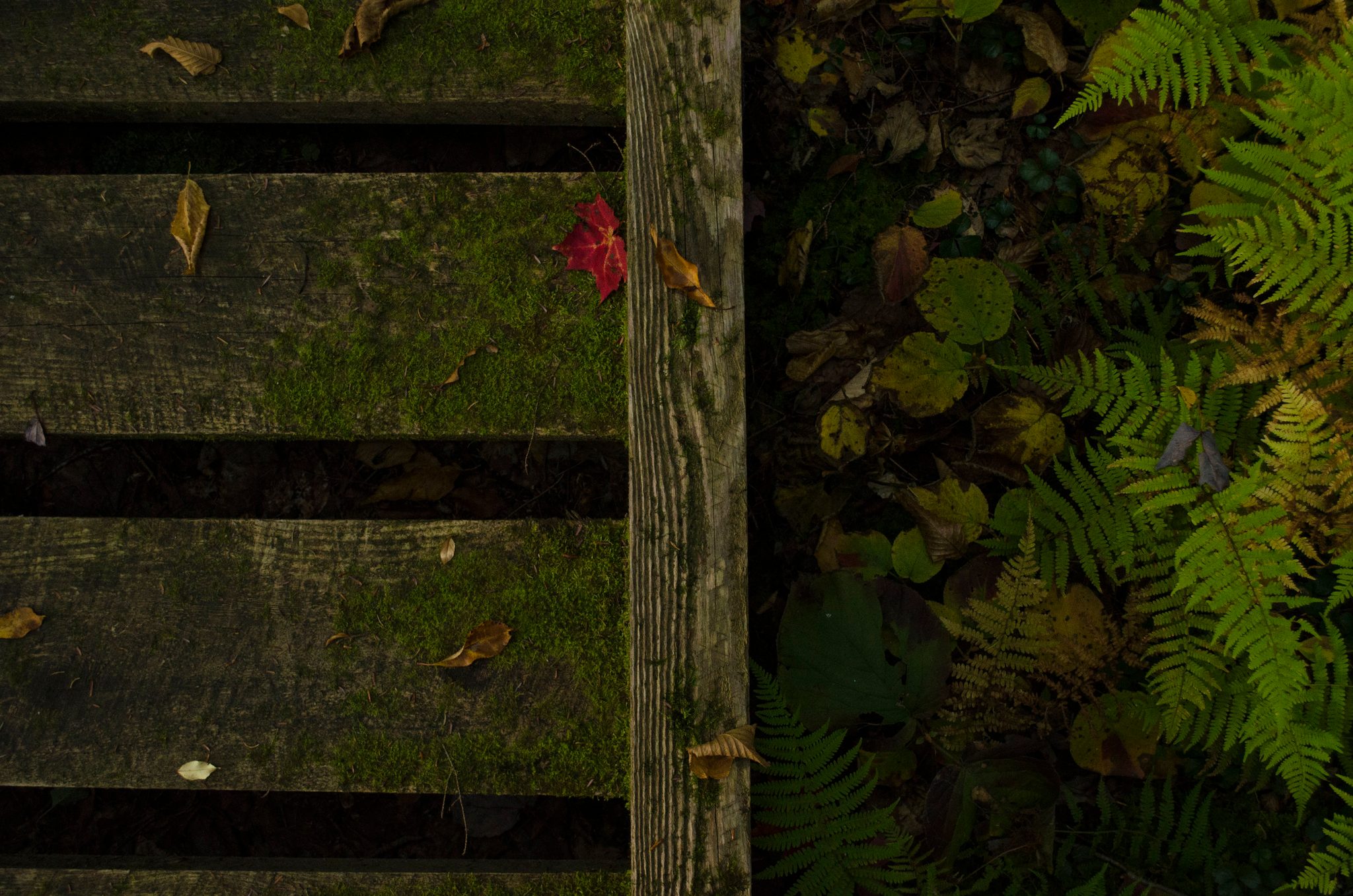 Wet planks and a single red leaf on a footbridge through the ferns.