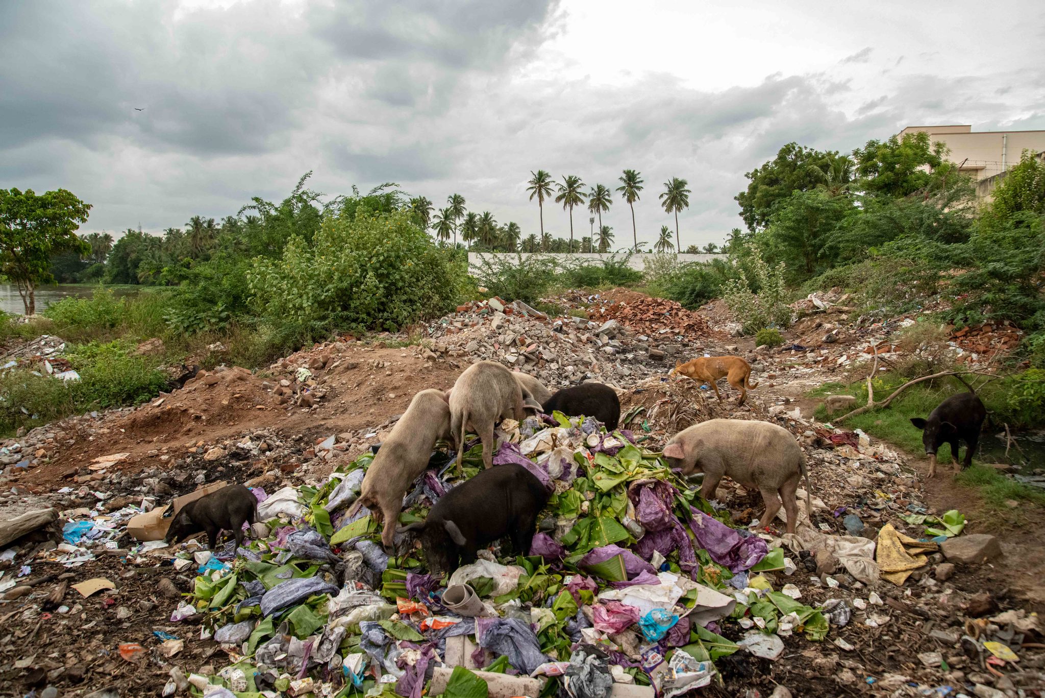 Pigs root through a mound of rubbish beneath the palms.