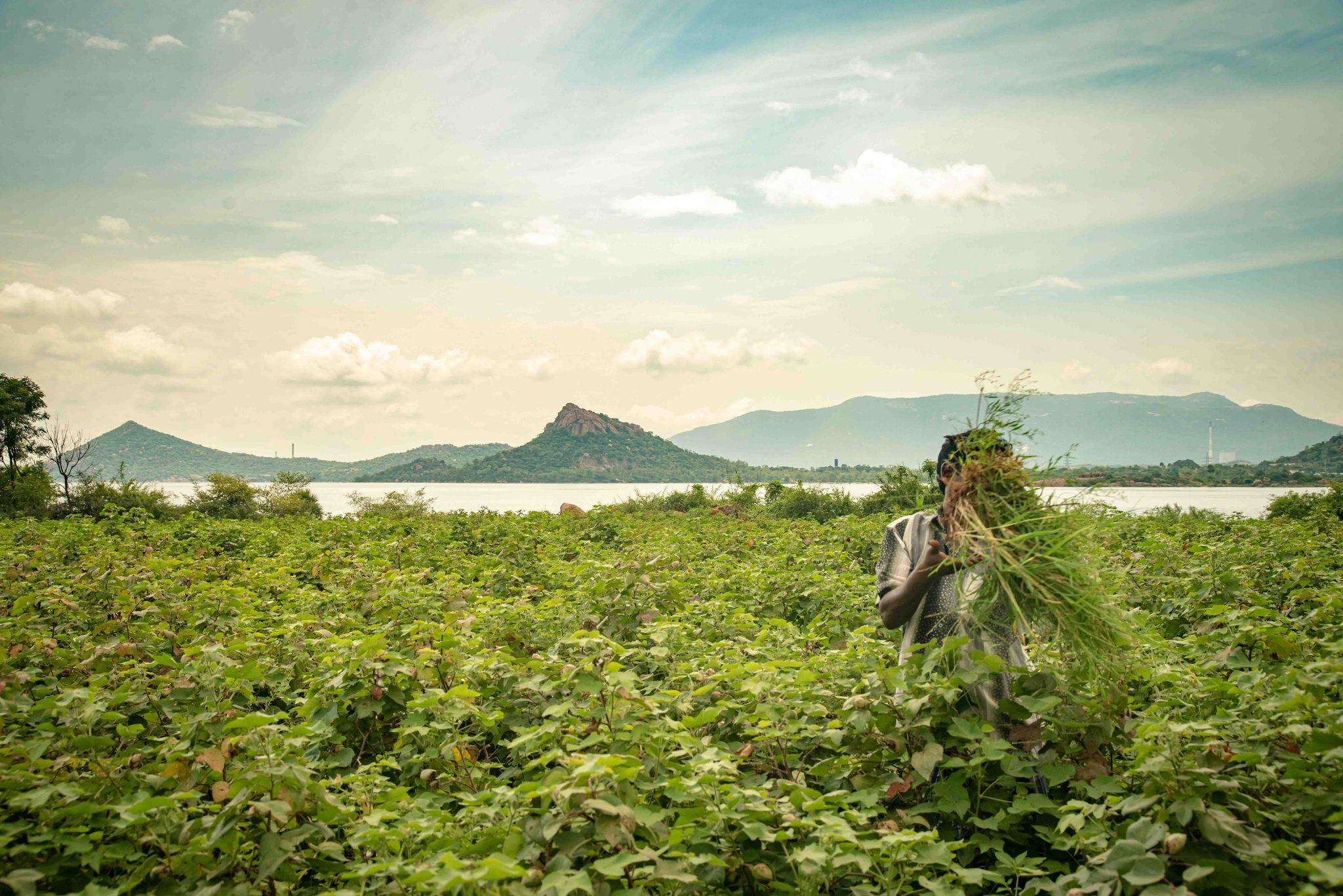 Almost hidden by his load, a man carries an armful of cut grass through the field.