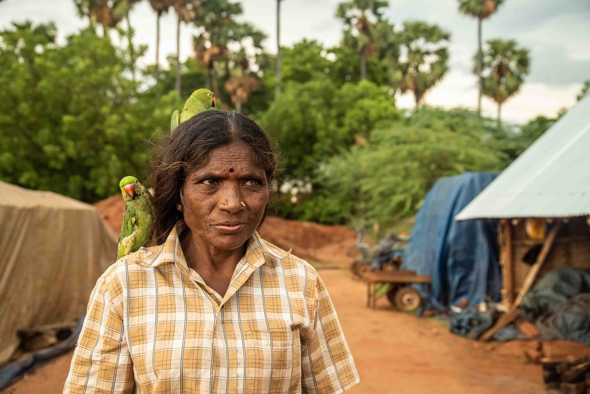 Both birds settle in as she stands among the tarps and red earth.