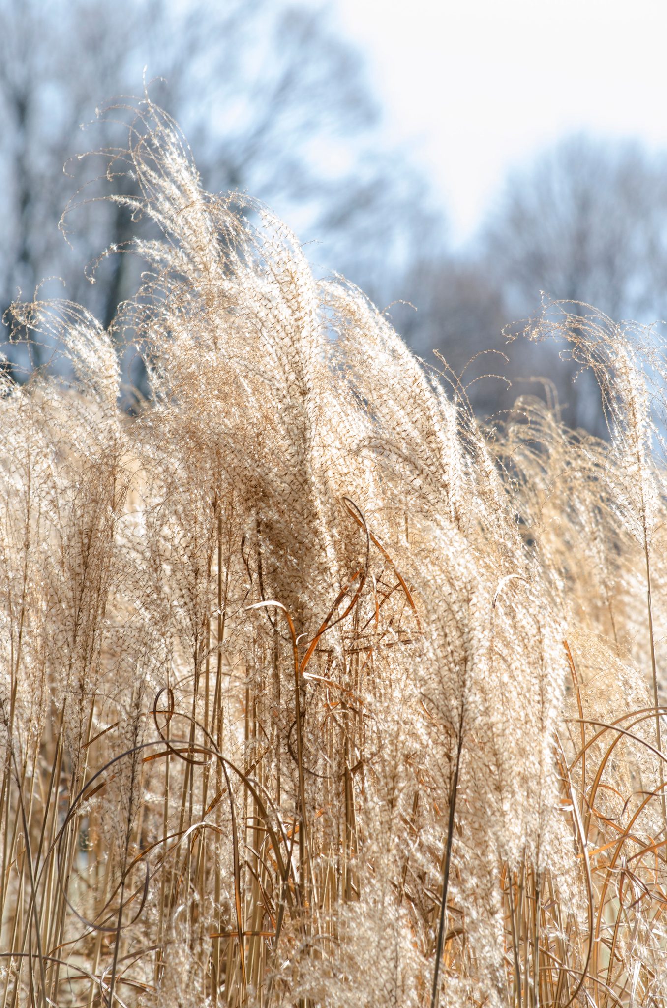 Pampas grass bends in the winter wind, frosted gold.