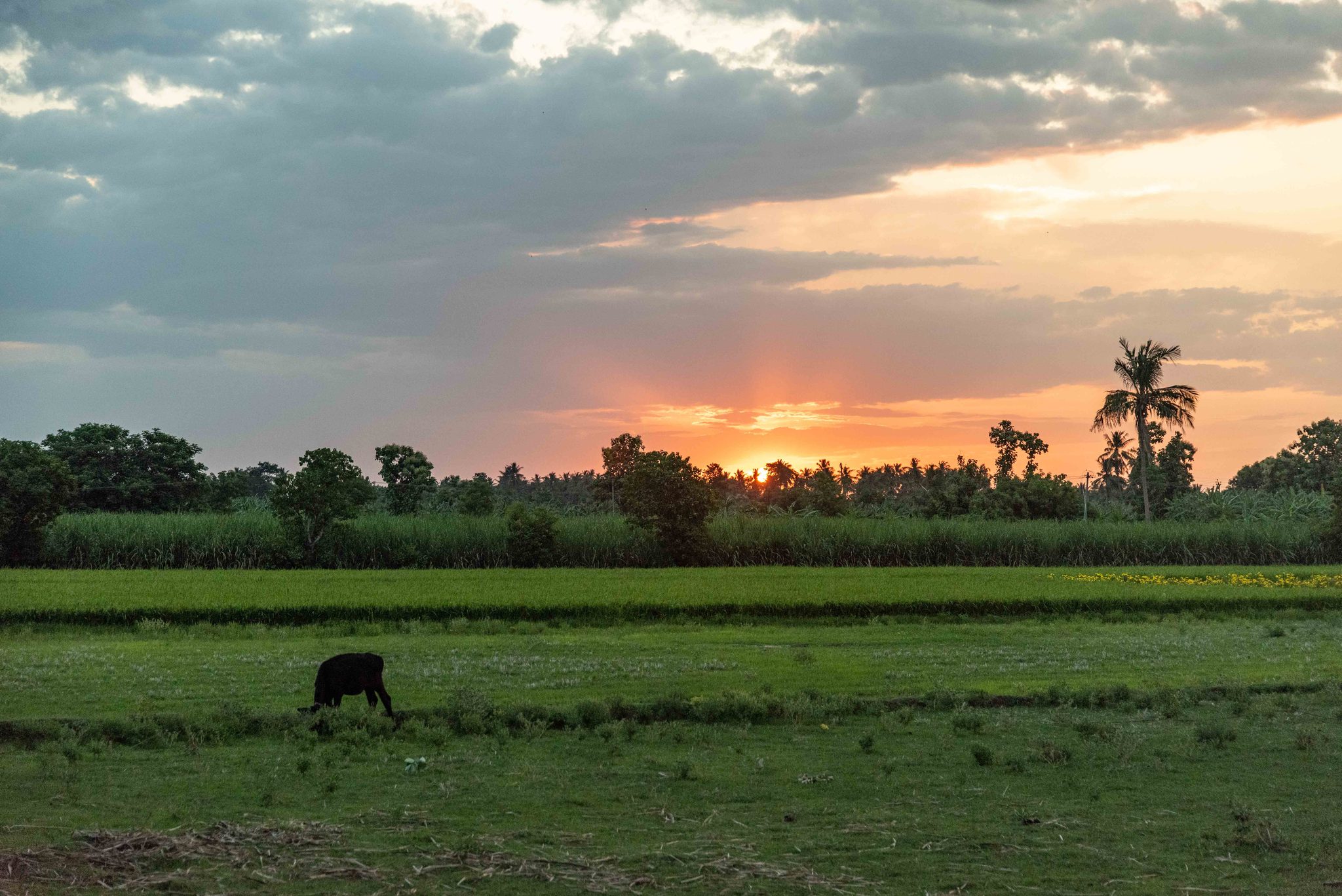 The sun sets over the paddy as a cow grazes alone.