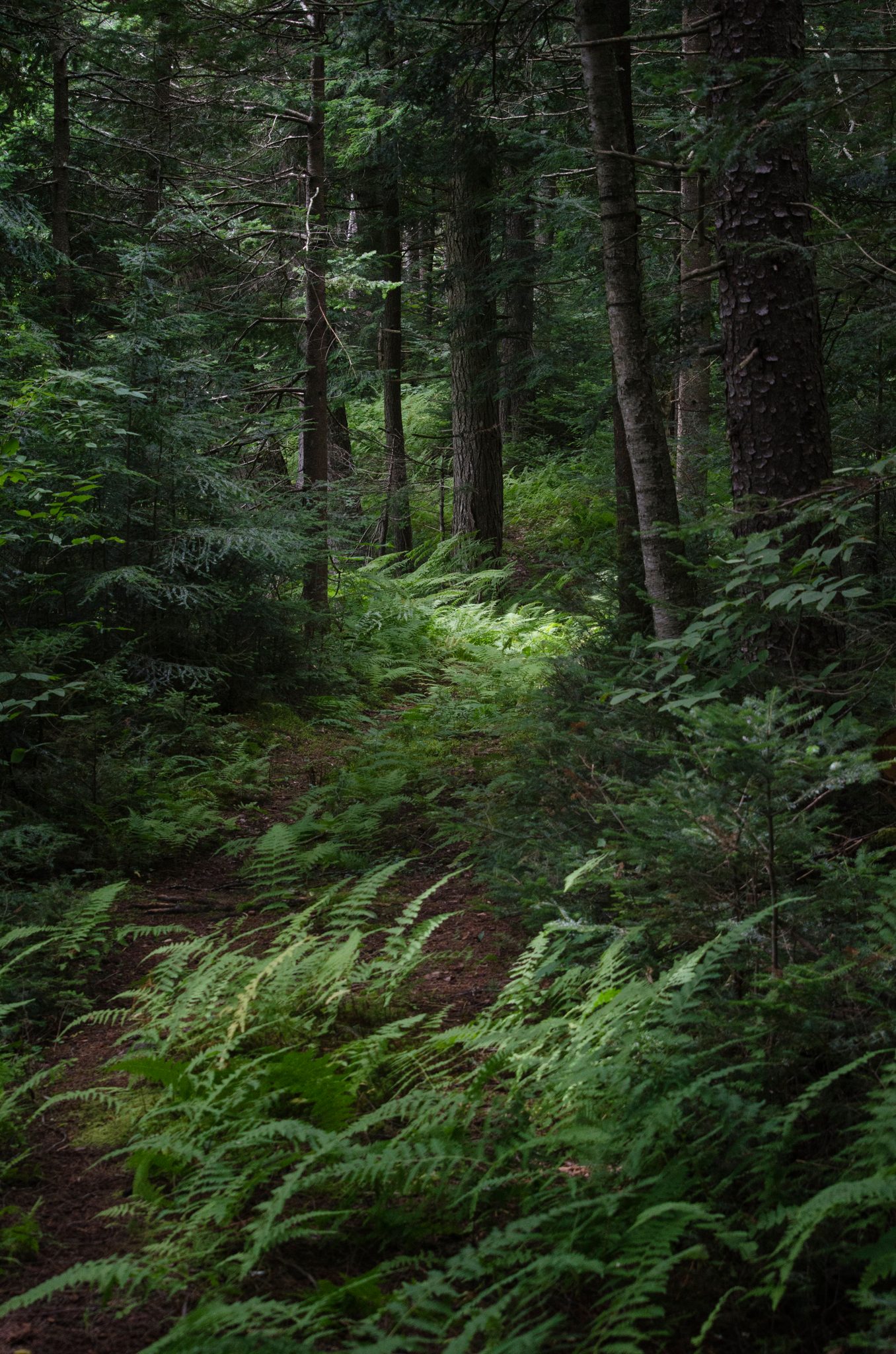 A faint trail disappears into the ferns under the tall pines. There's an exhilaration I feel when I am deep in the woods.