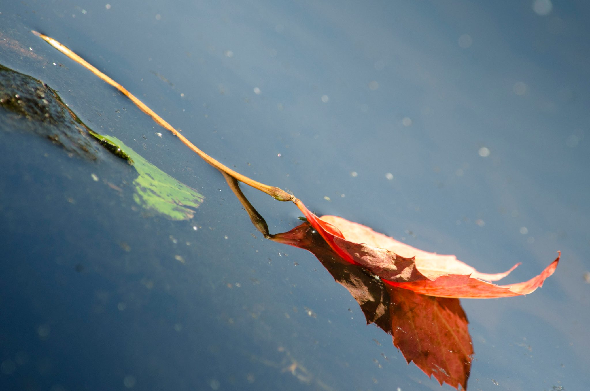 A red leaf floats on the water, trailing its stem like a tail.