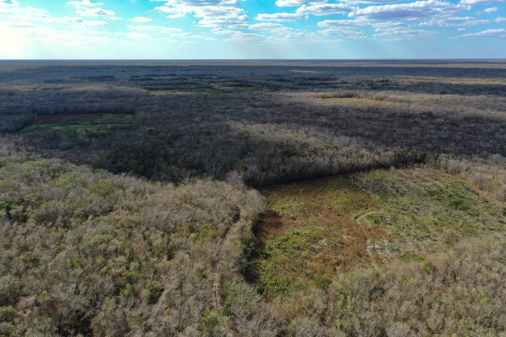 From above, the flat scrub forest runs all the way to the horizon.