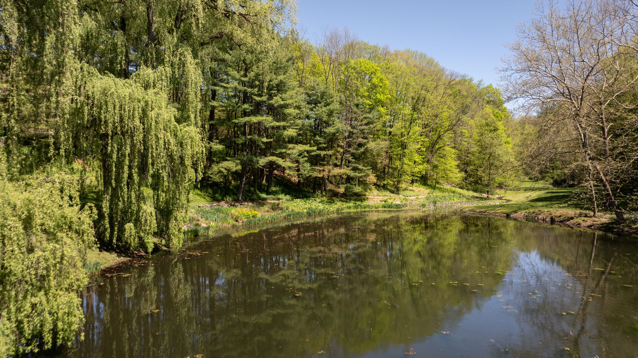 Willows lean over the pond in new leaf. Here the garden does the shaping, and the mind follows.
