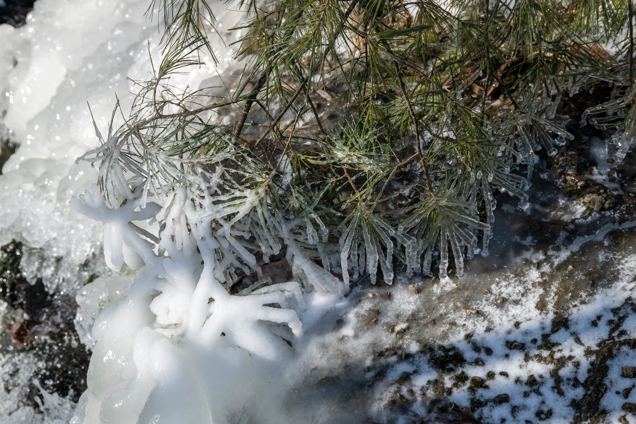 Ice has grown in spines along the pine needles.
