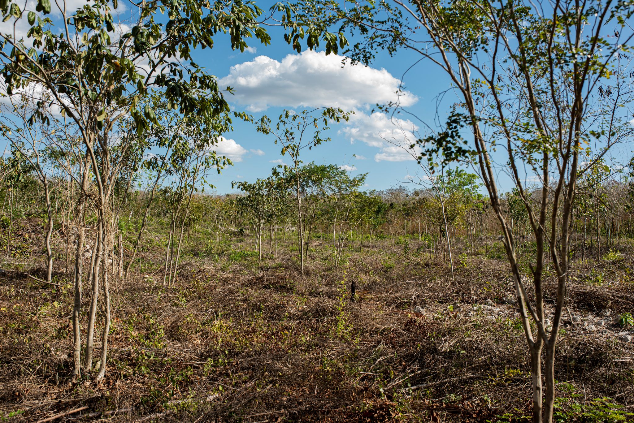 Young trees stand in rows across the cleared field under a bright sky.