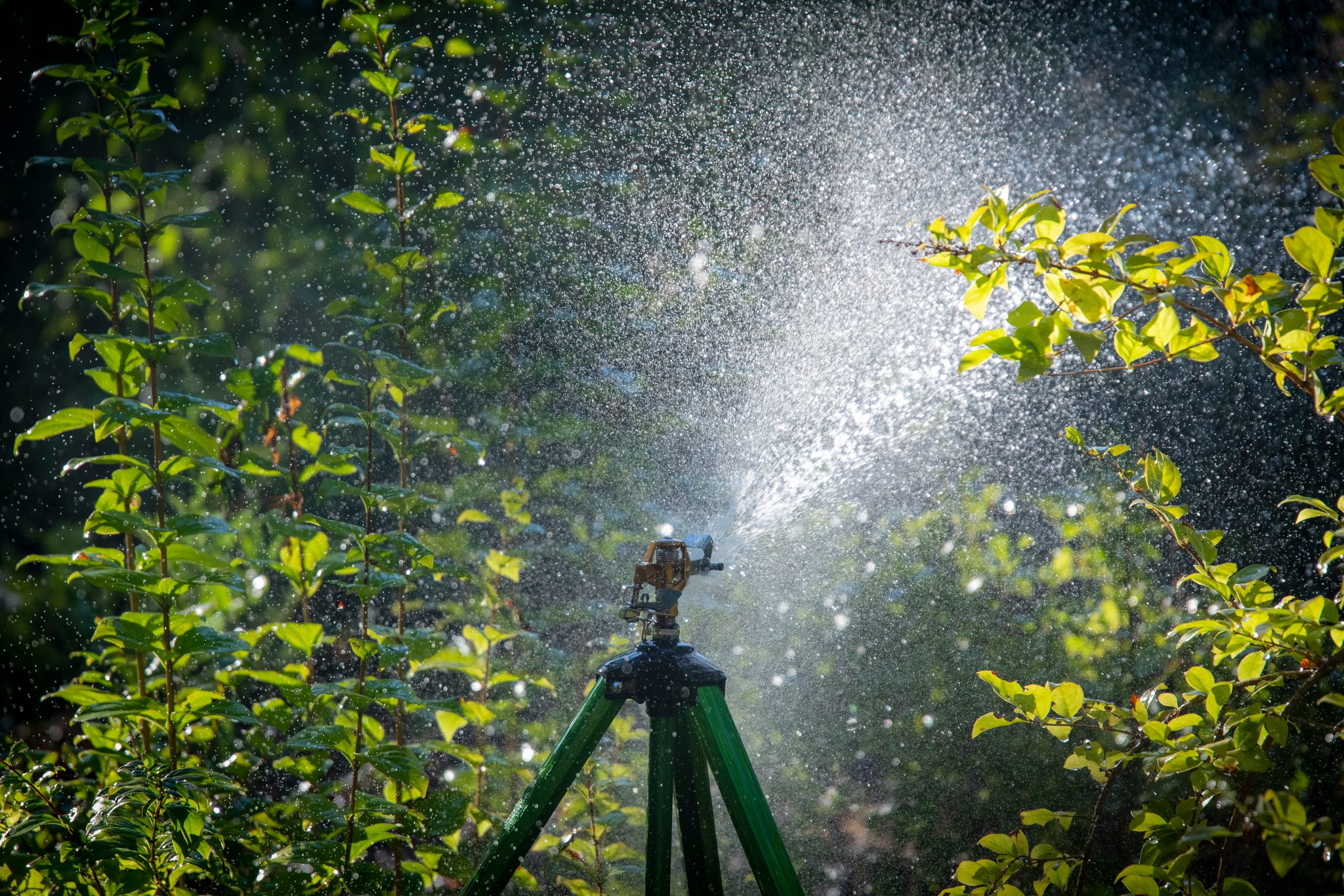A sprinkler throws its spray into the late sun, every drop lit.