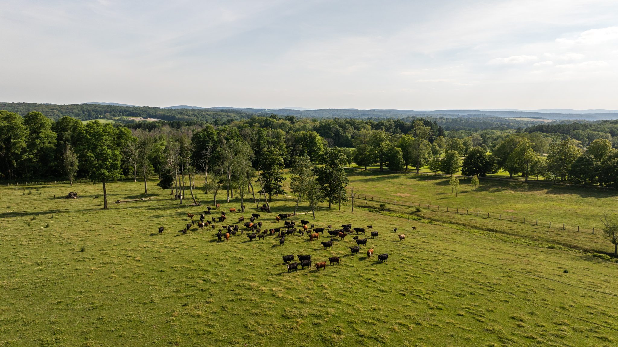A herd of cattle spread across an open pasture on a July evening, the hills fading blue behind them.