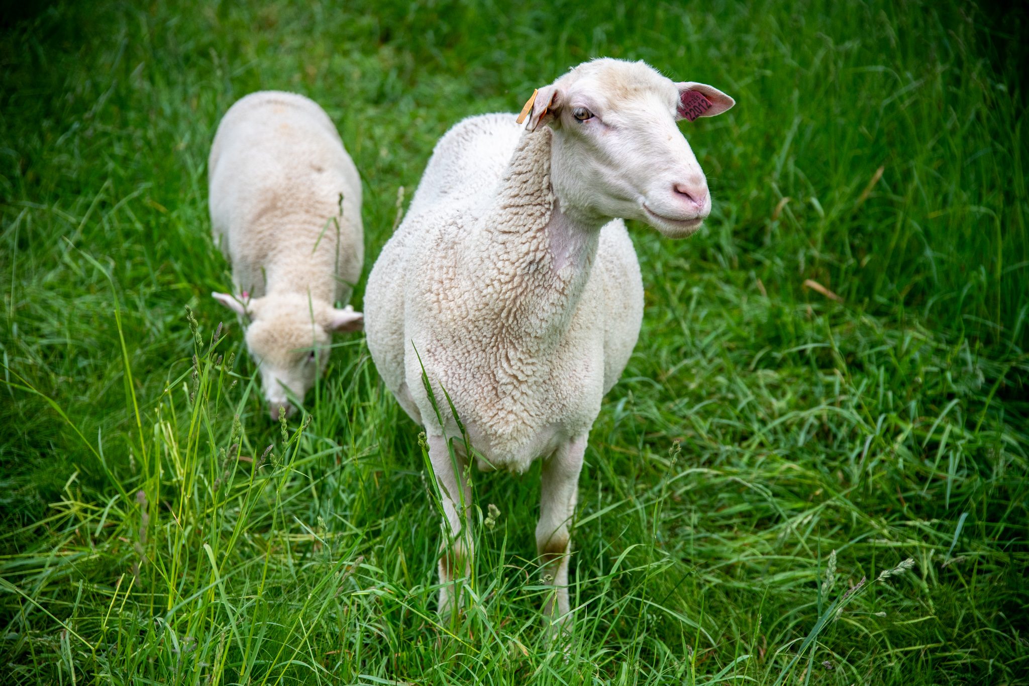 Two sheep in the tall spring grass, one grazing and one curious about the visitor.