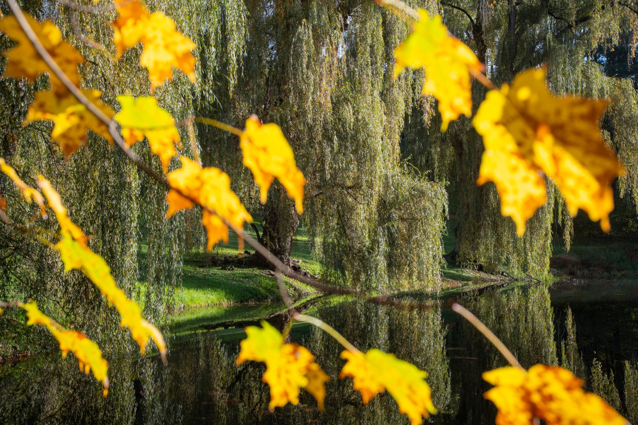 Yellow maple leaves frame the willows across the pond.