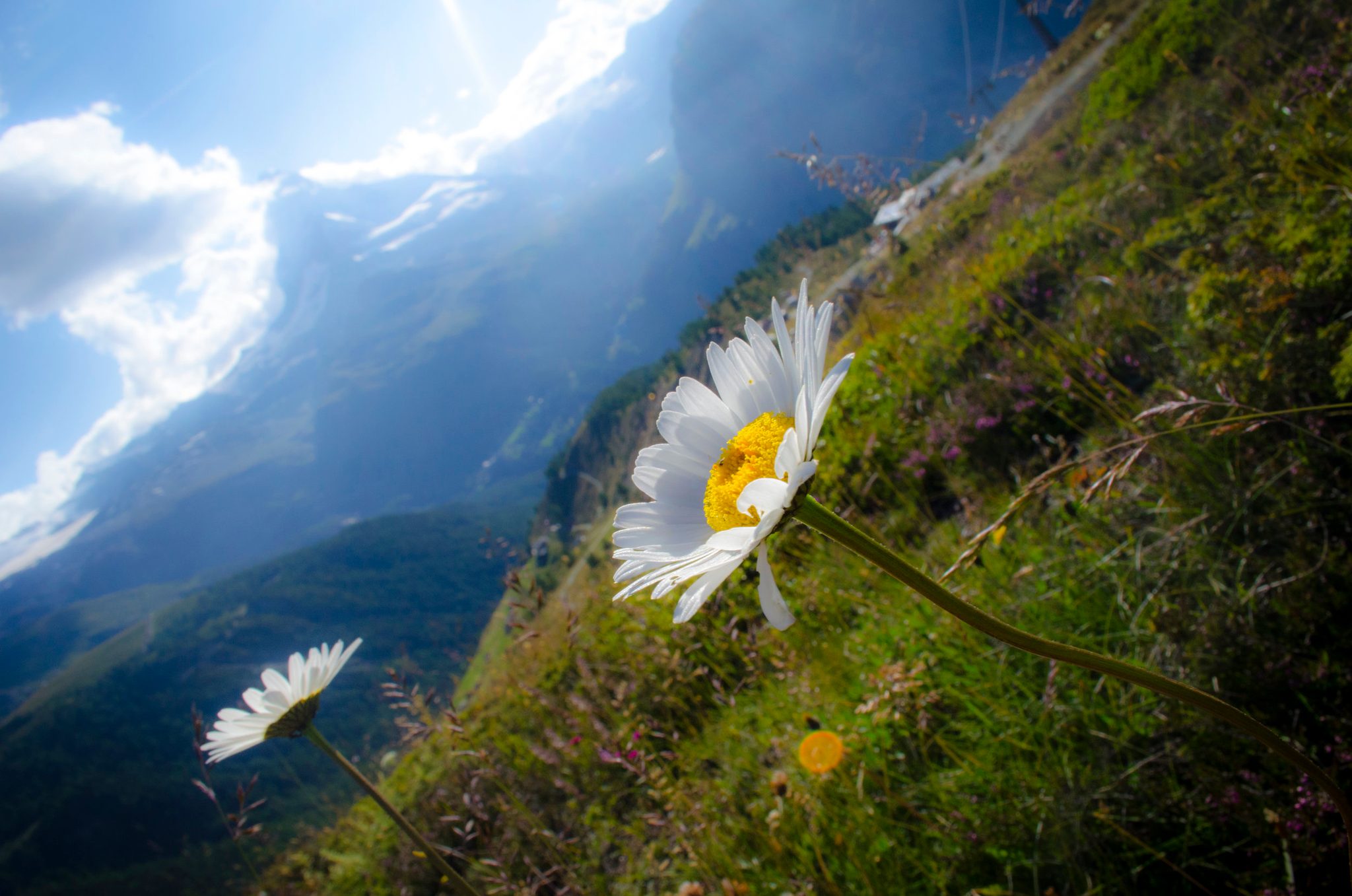 A daisy leans out over the drop, the sun pouring down the mountainside behind it.