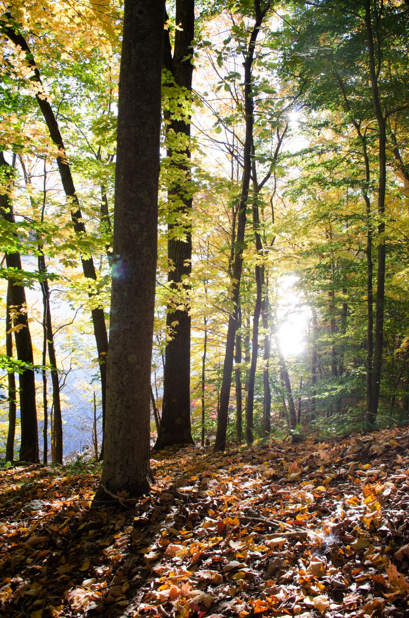 Sun spills through the tall trees onto a forest floor of fallen leaves. Autumn reminds us that there is beauty in the breakdown.