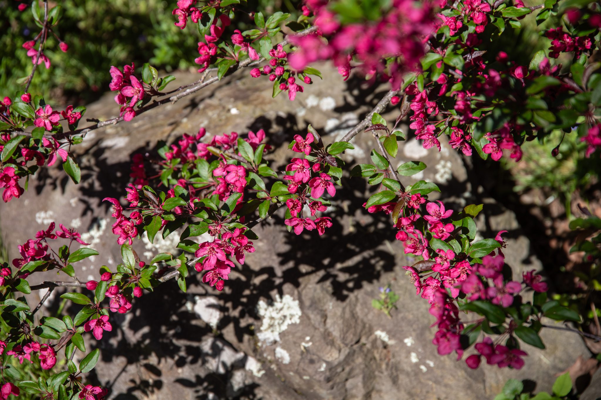 Crabapple blossom spills across a lichen-spotted boulder.