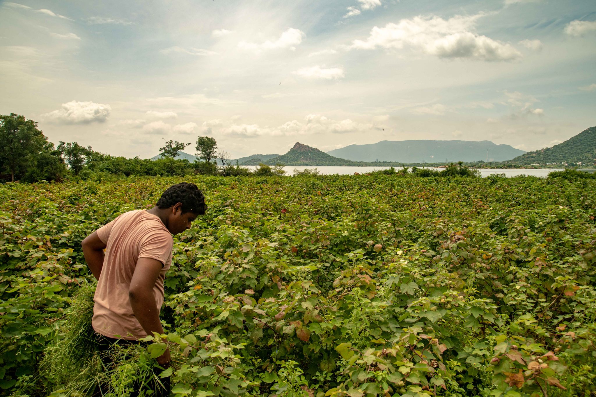 A young man cuts fodder in a sea of green, the lake behind him.