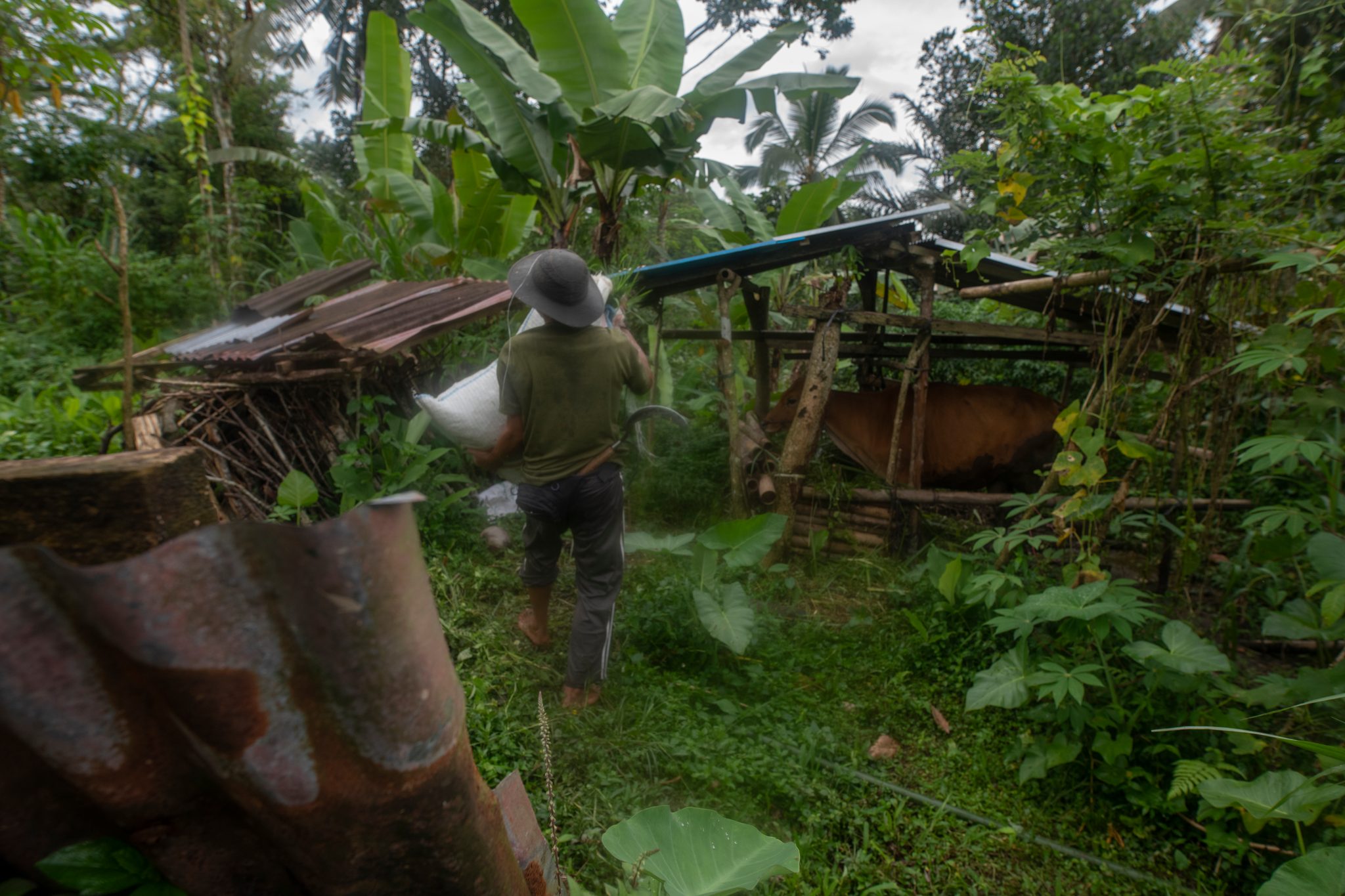 He carries a sack toward the shed through the banana leaves.