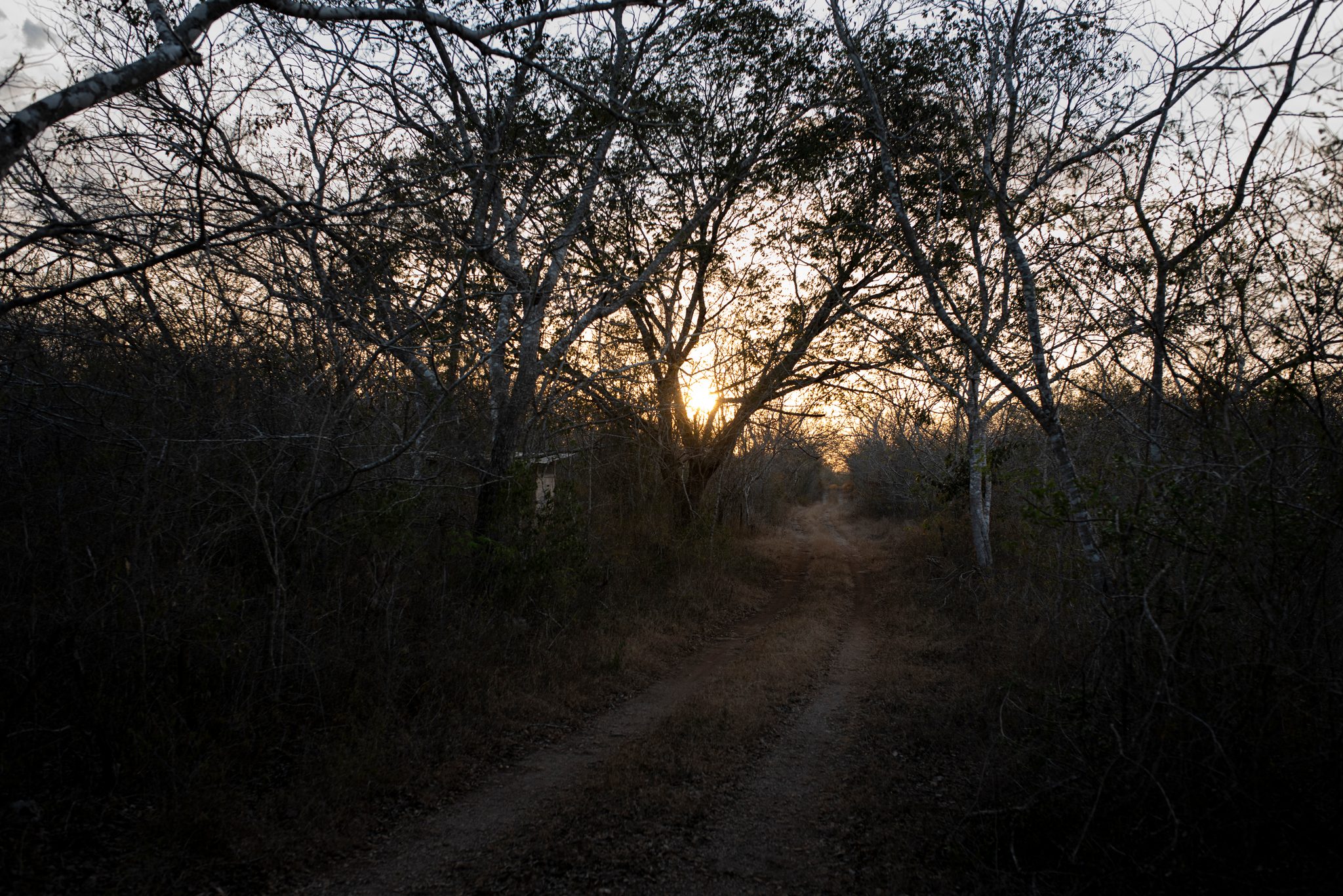 A dirt road disappears into the dry forest at dusk.