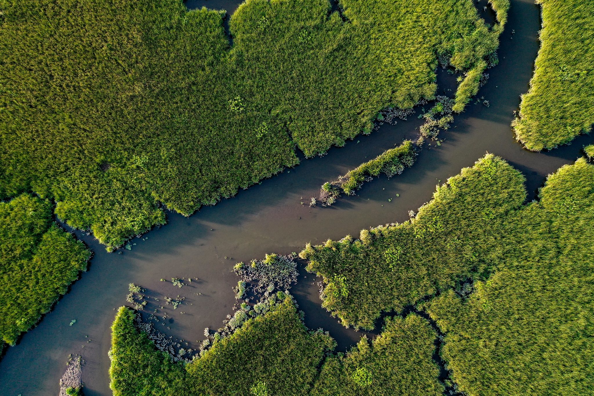 Seen from above, the marsh breaks into islands of green laced with channels.