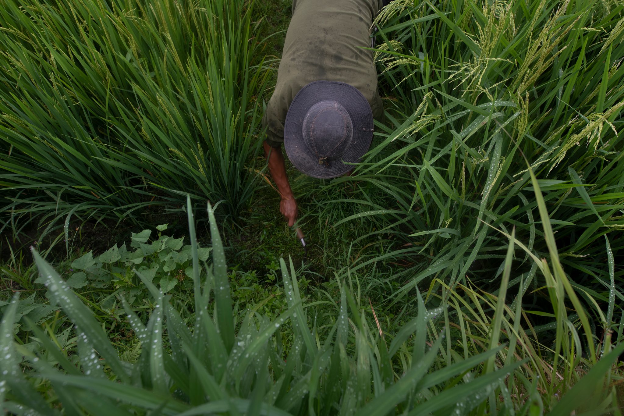 He bends into the tall rice, knife in hand.