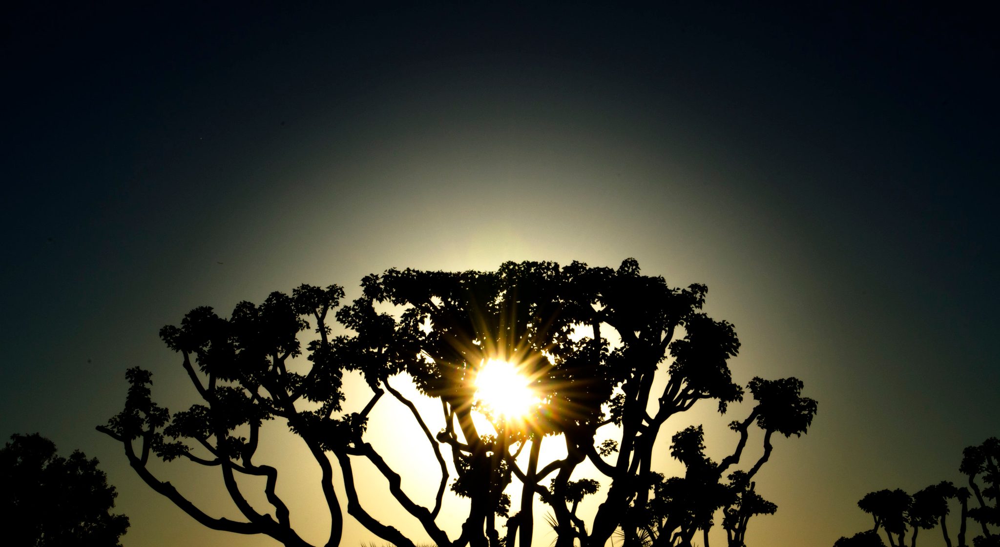 A twisted tree in silhouette, the sun burning through its branches.