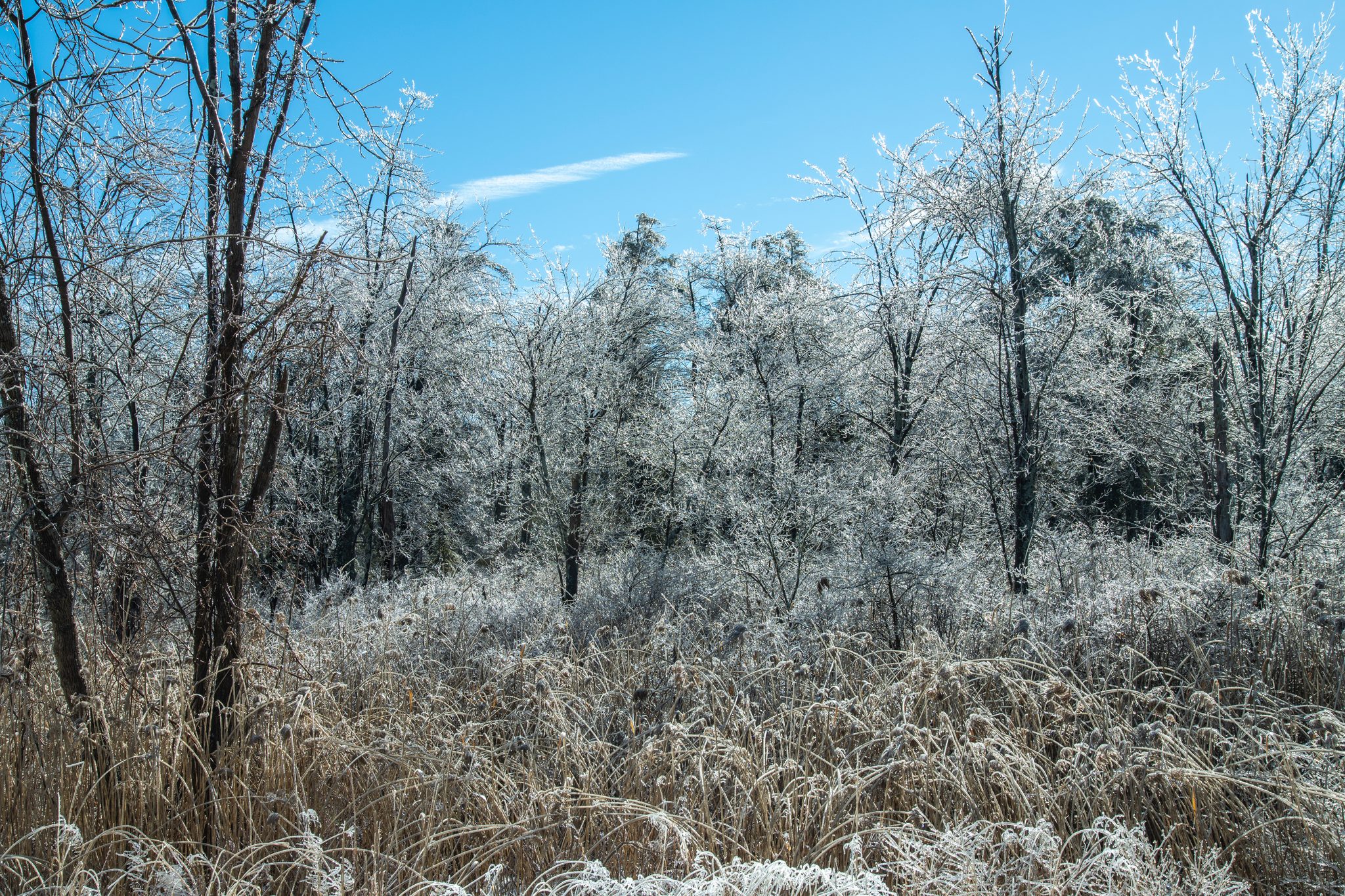 Ice coats every twig after a winter storm.