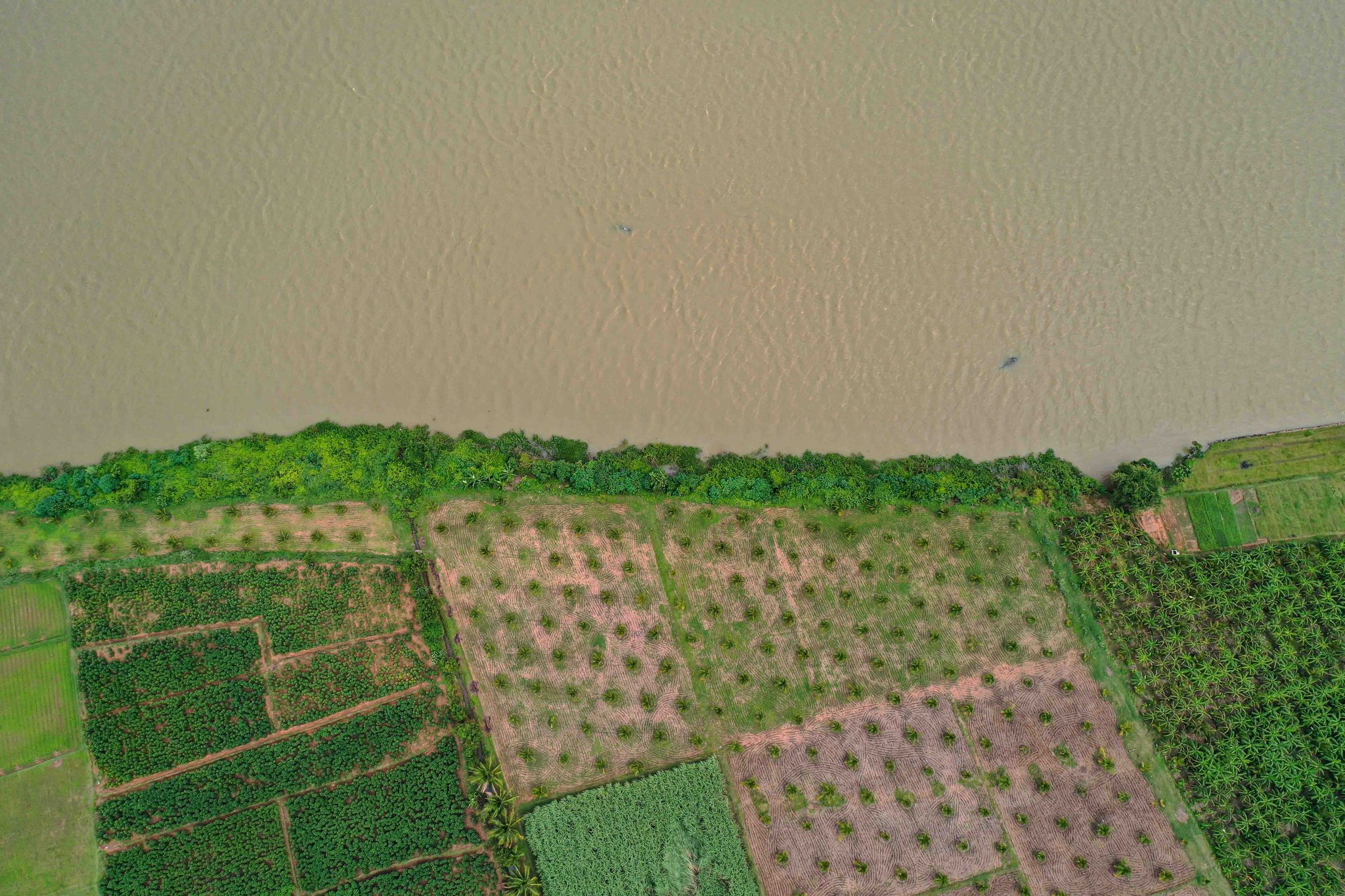 Rows of young trees meet the brown water at the river's edge.