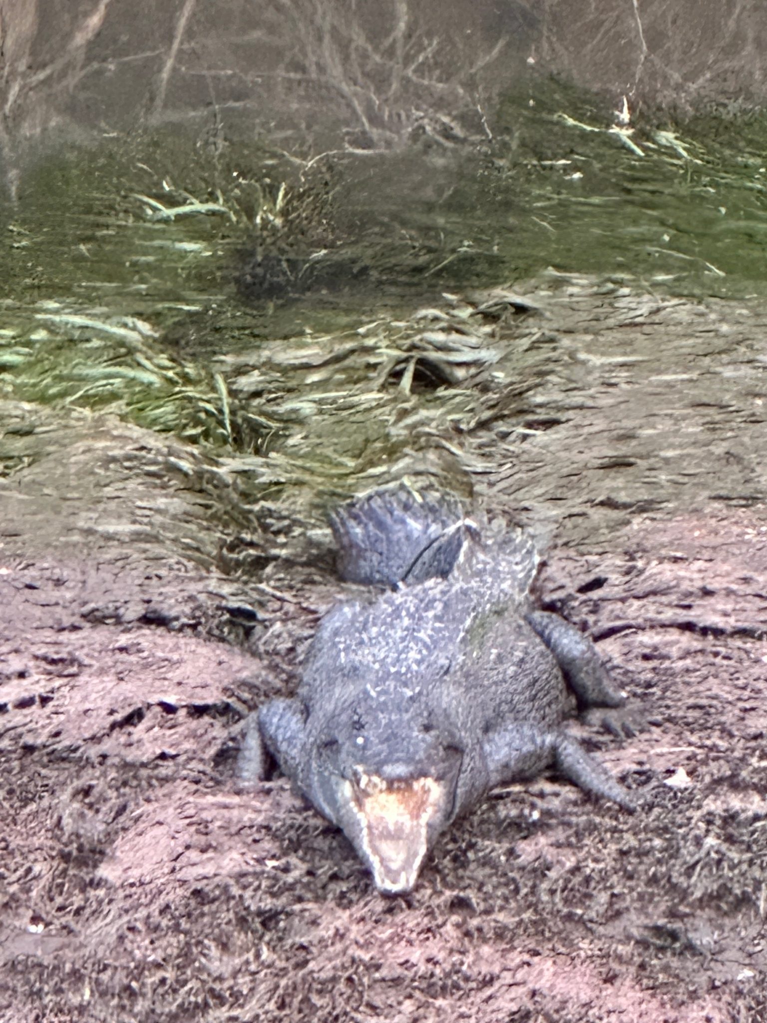 A crocodile basks open-mouthed on the mud.