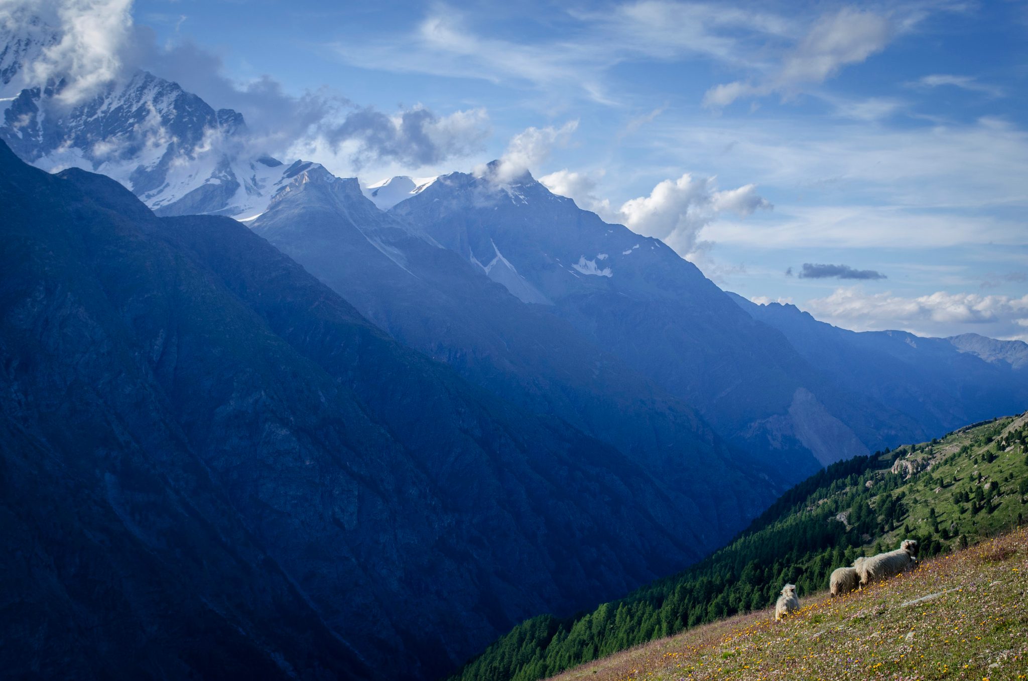 Sheep graze the last green slope while the valley falls away in blue.