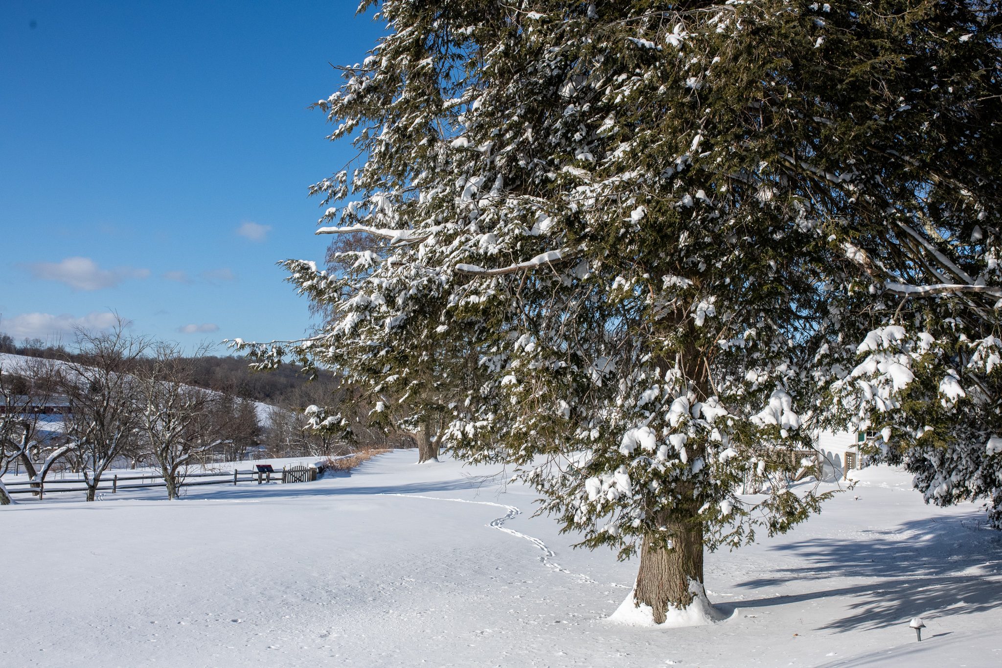 An evergreen bends under fresh snow at the edge of the pasture.