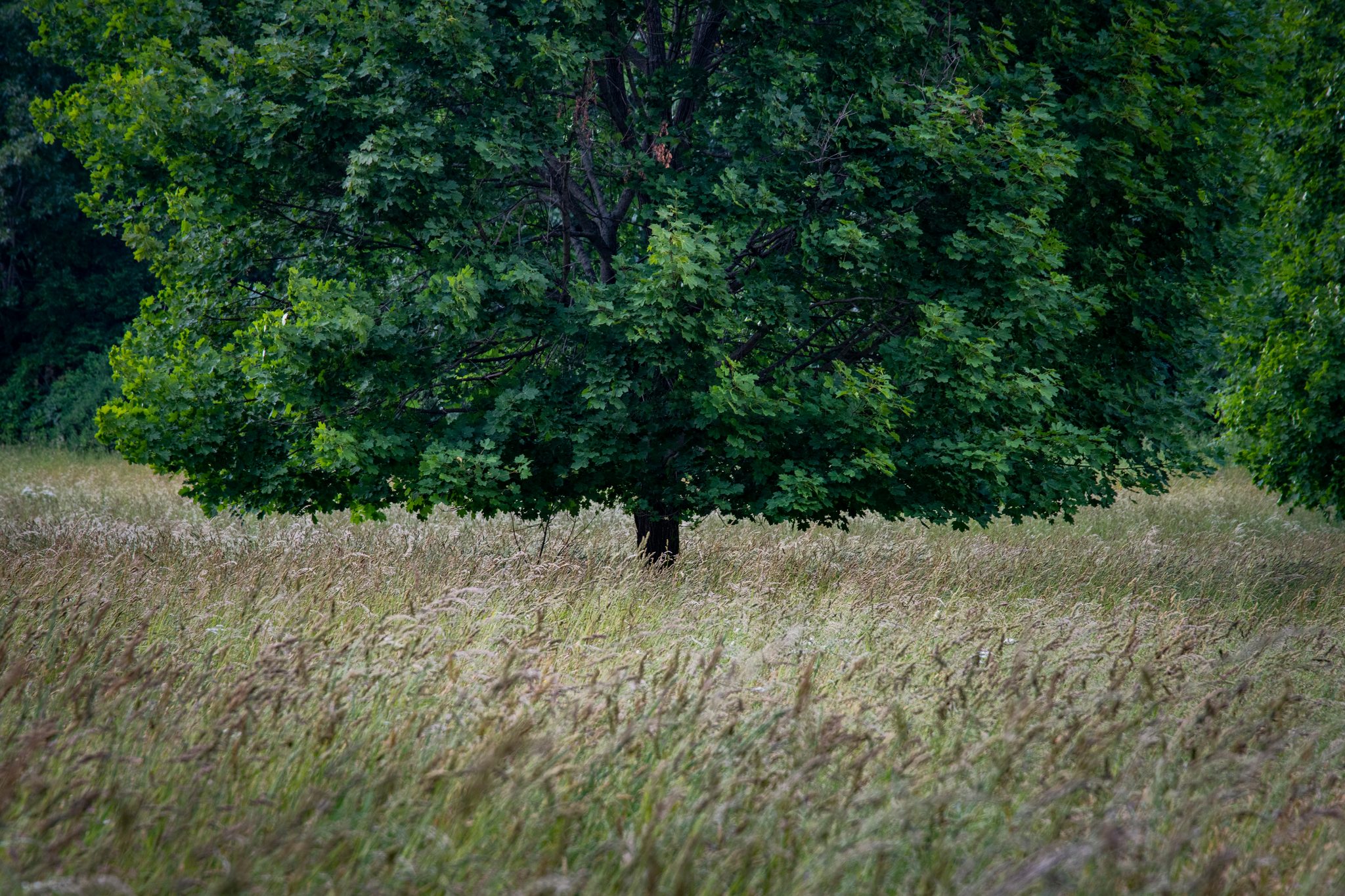 A lone tree holds its ground in a field of seeding grass.