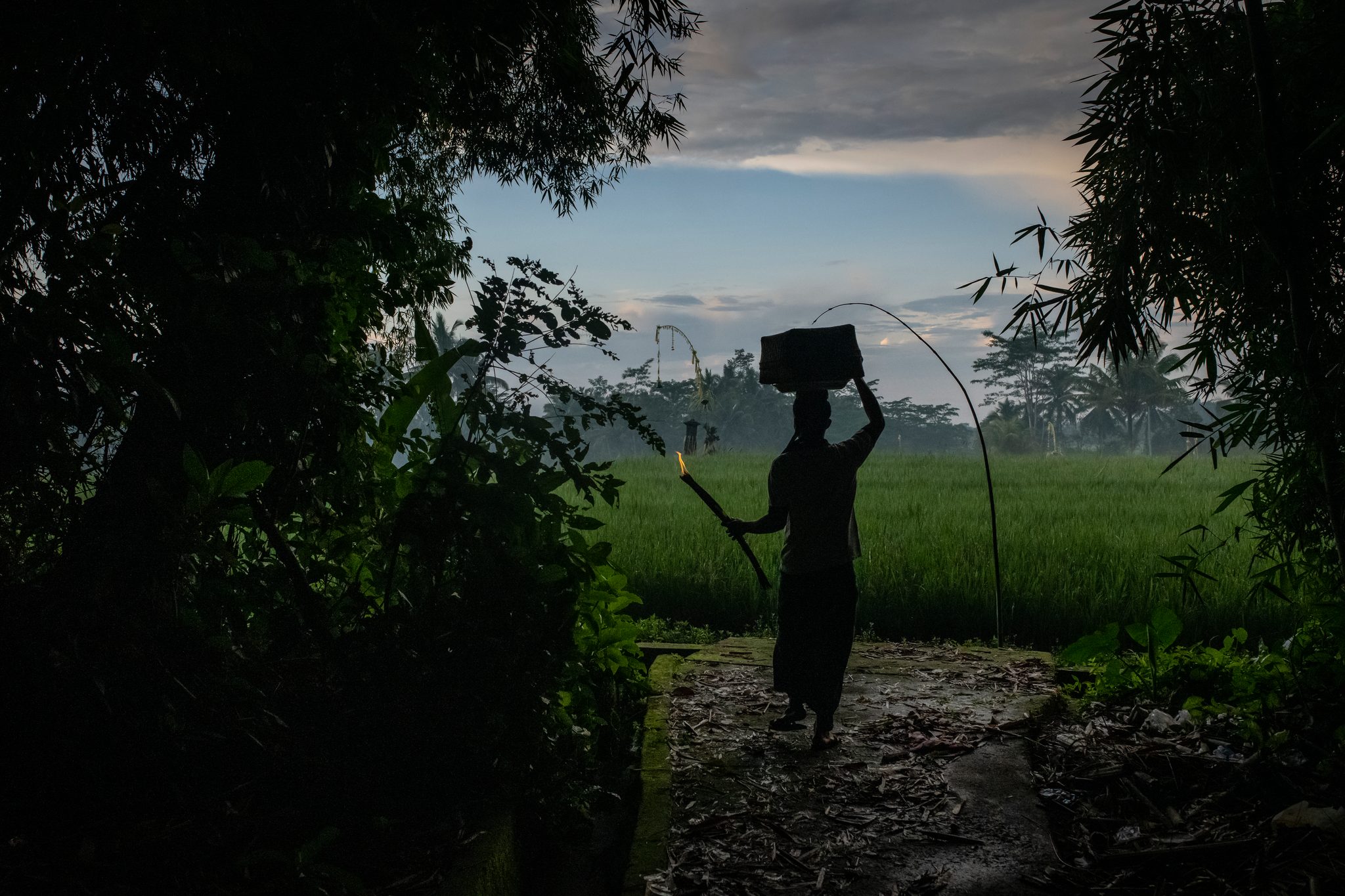 A woman walks out toward the fields at dusk, an offering balanced on her head.