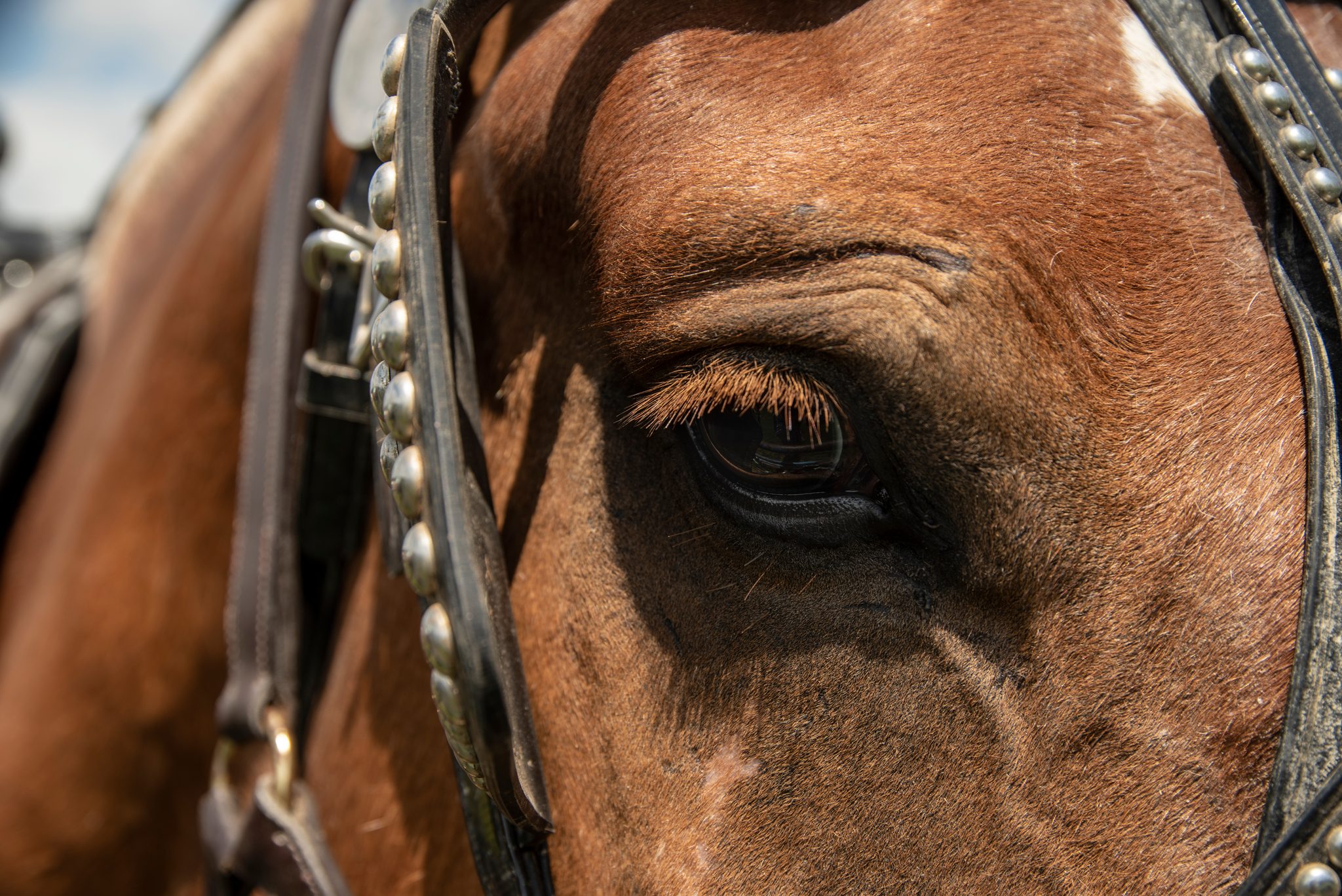 A draft horse's eye, soft behind the blinders and brass.