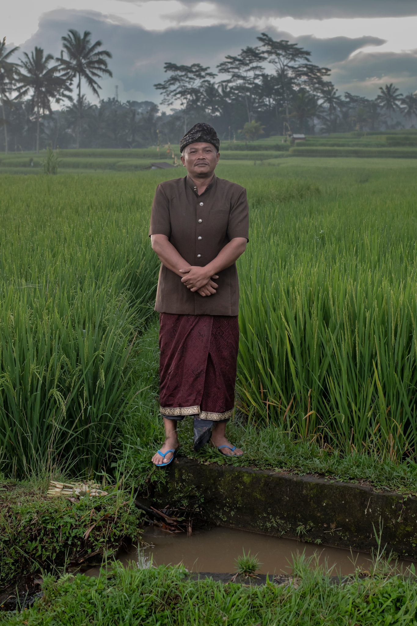 A man in a sarong and headcloth stands at the edge of the rice field.