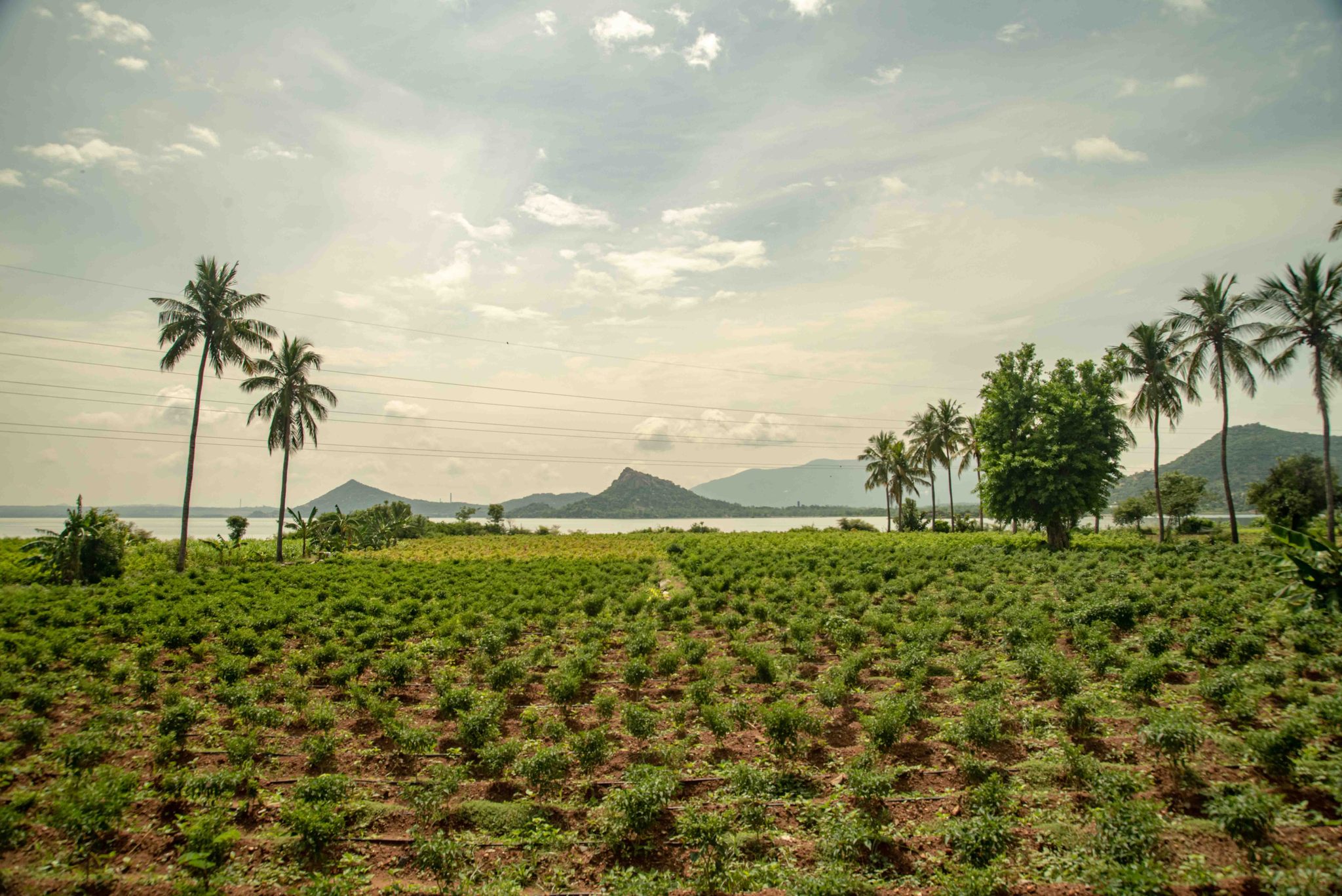 Palms stand over a freshly planted field, the lake and hills beyond.