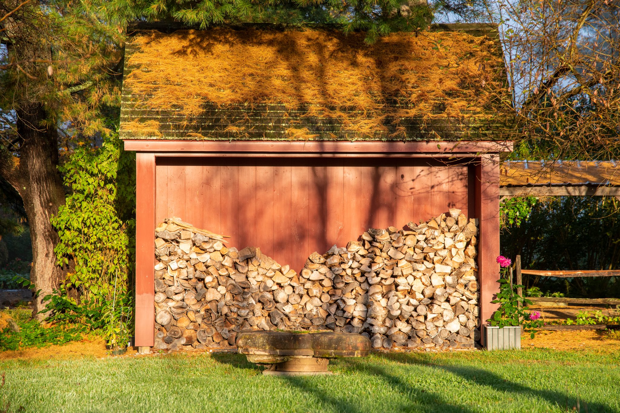 The woodshed stacked for winter, pine needles gathered on its roof.