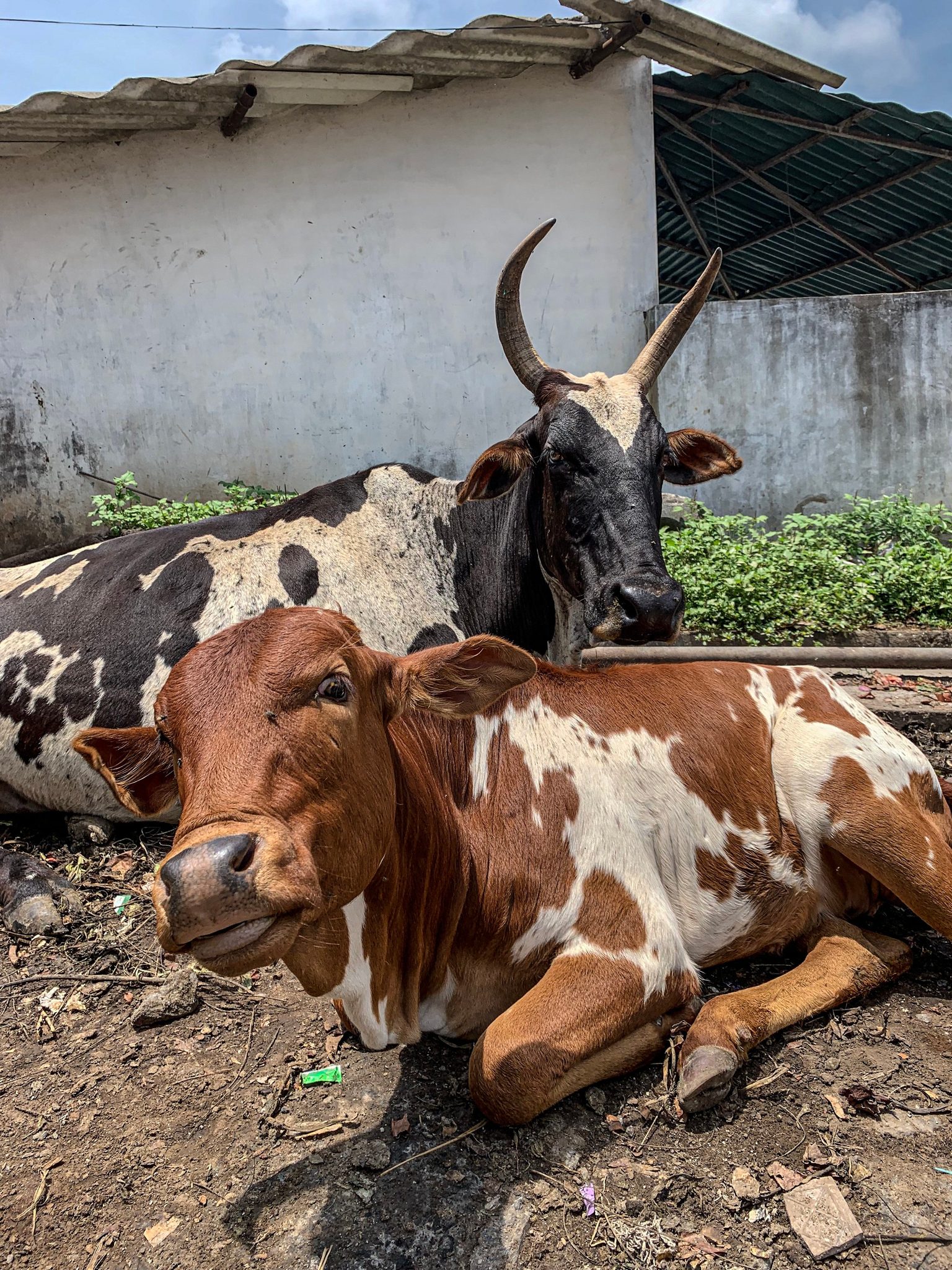 Two cattle rest in the shade of a whitewashed shed, one with long curved horns.