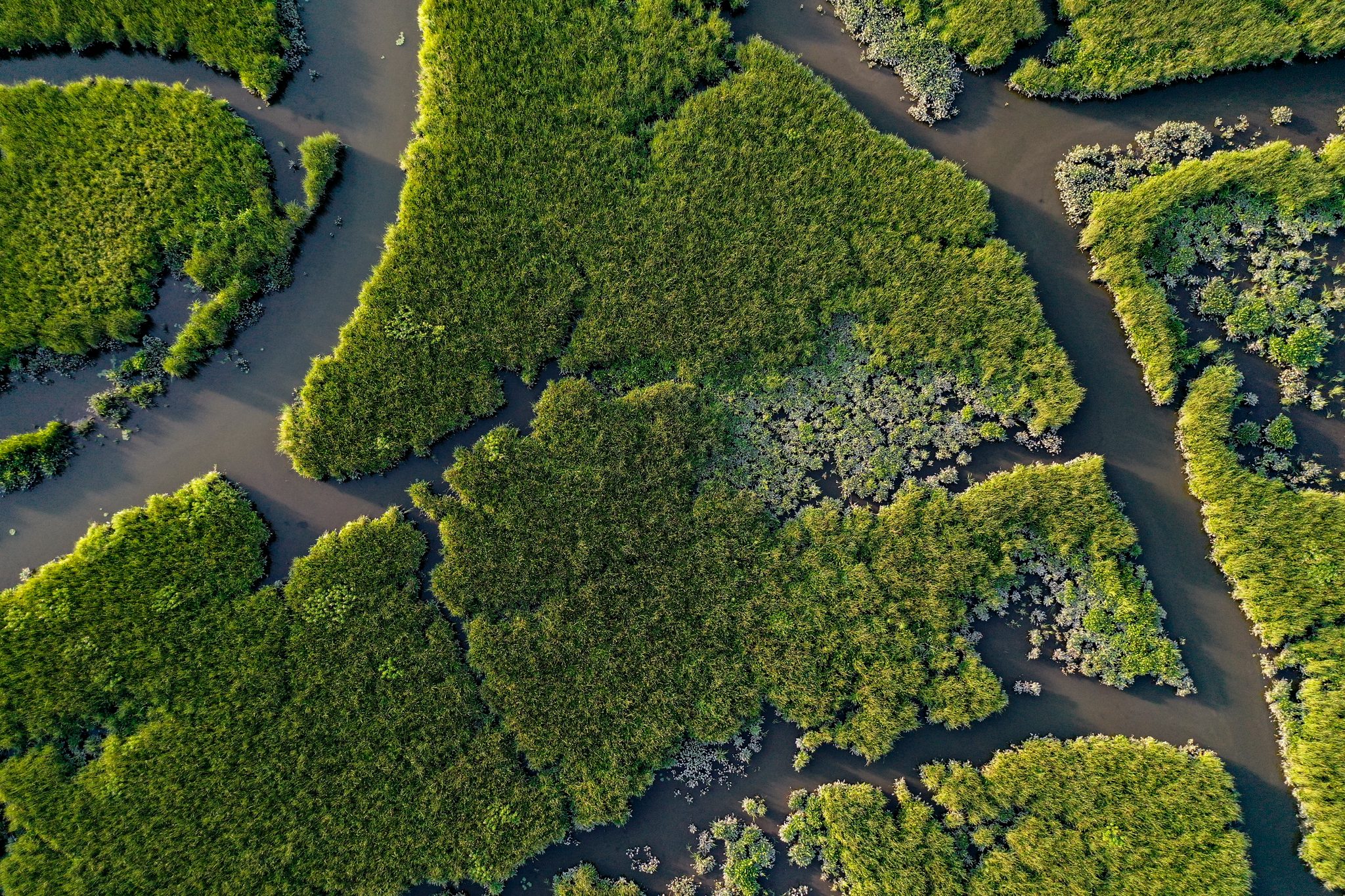 Channels branch like veins through the green of the tidal marsh.