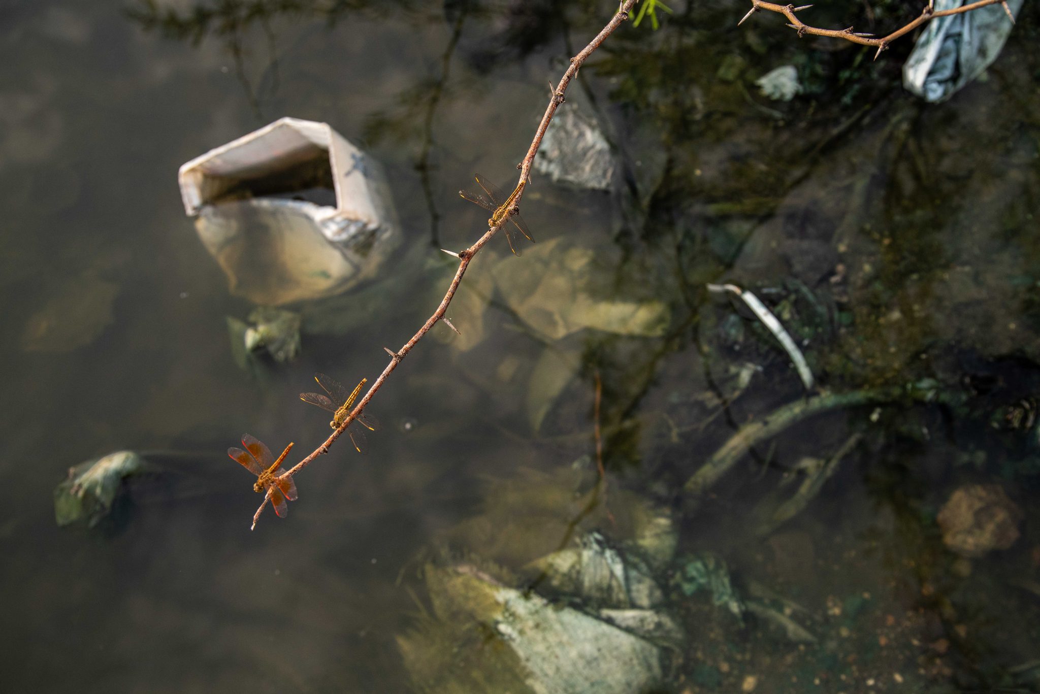 A dragonfly rests on a branch as a plastic bottle drifts past.