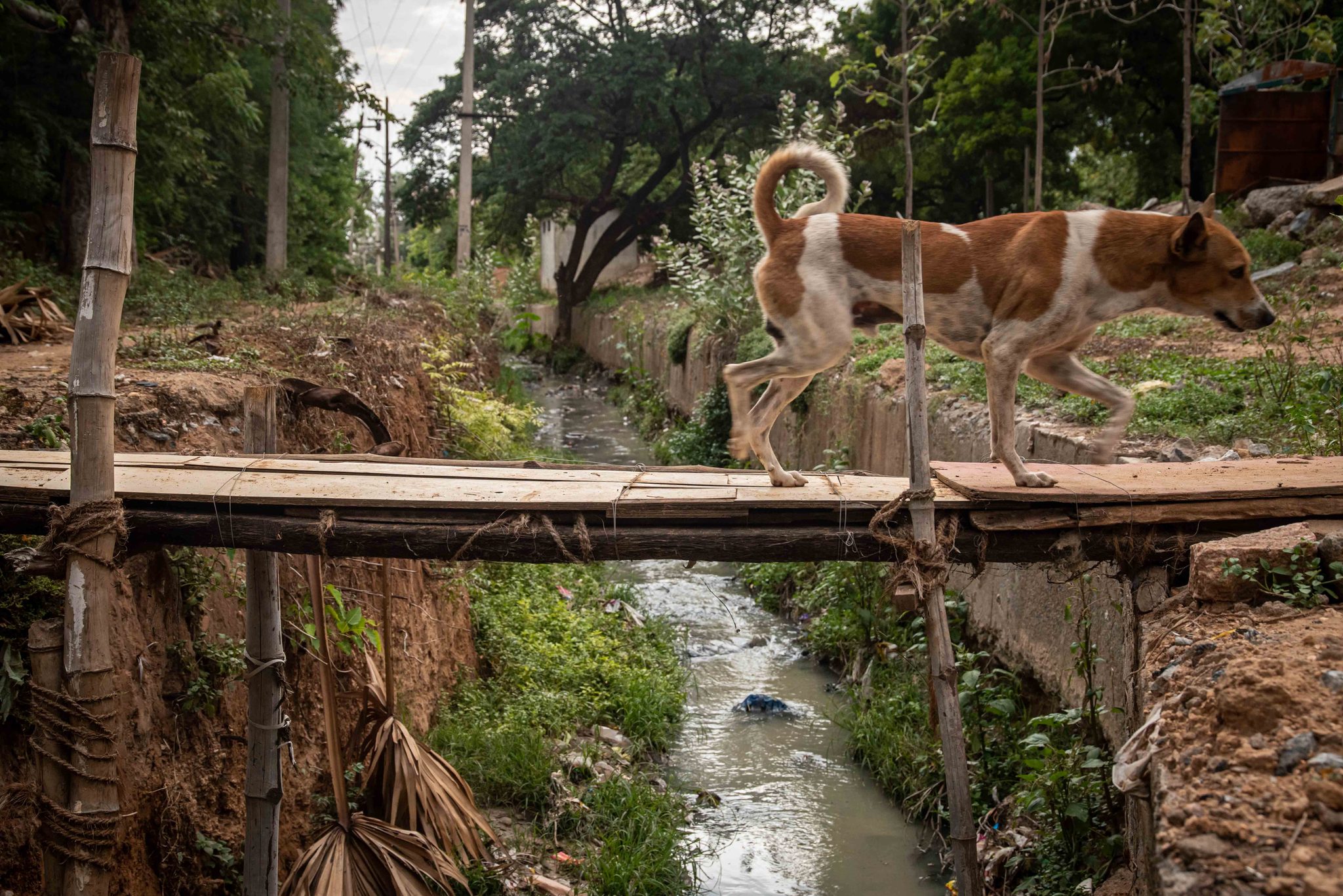 A dog trots across a bamboo footbridge over the stream.