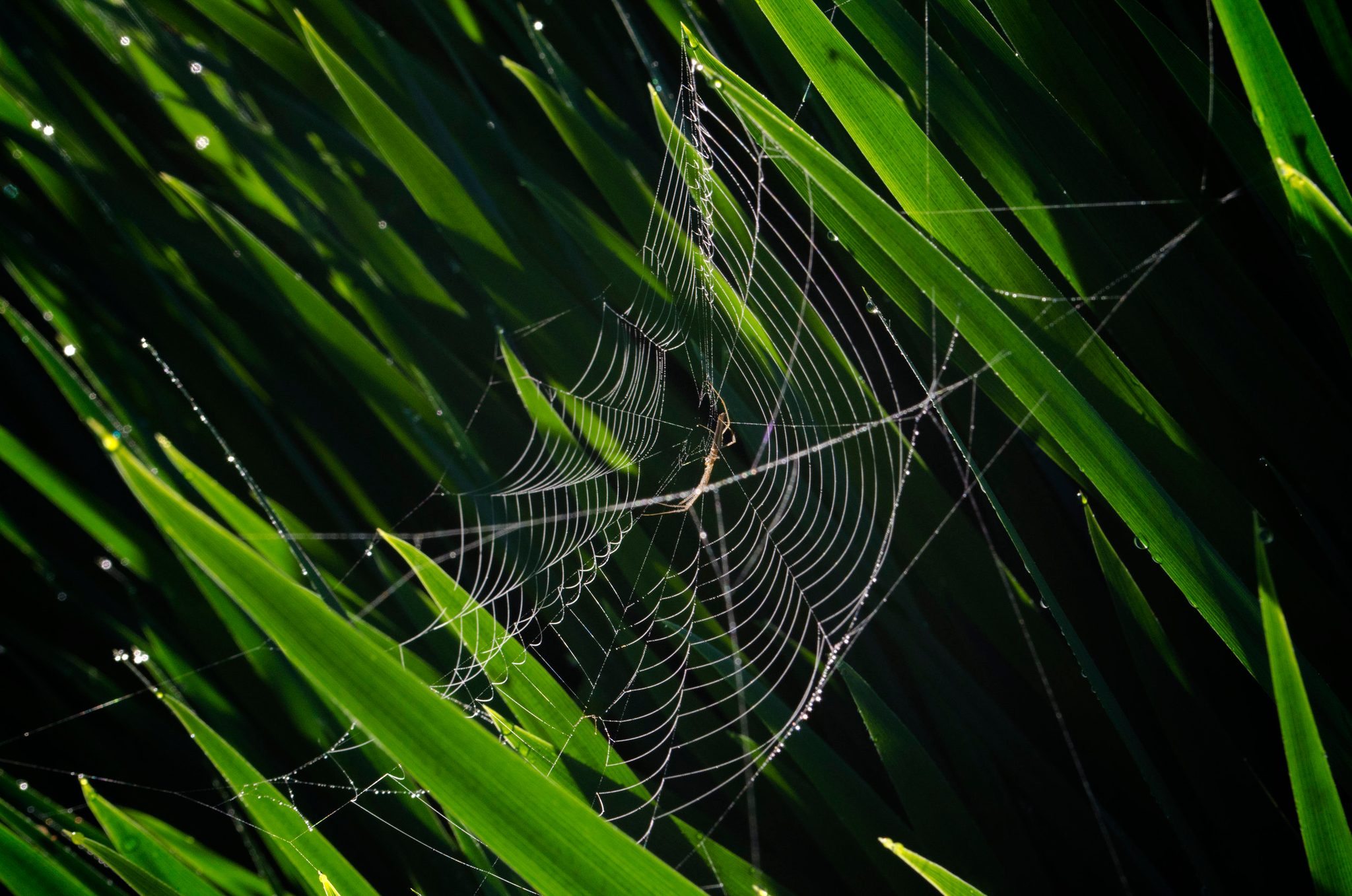 A spider's web stretched between green blades, catching the light.