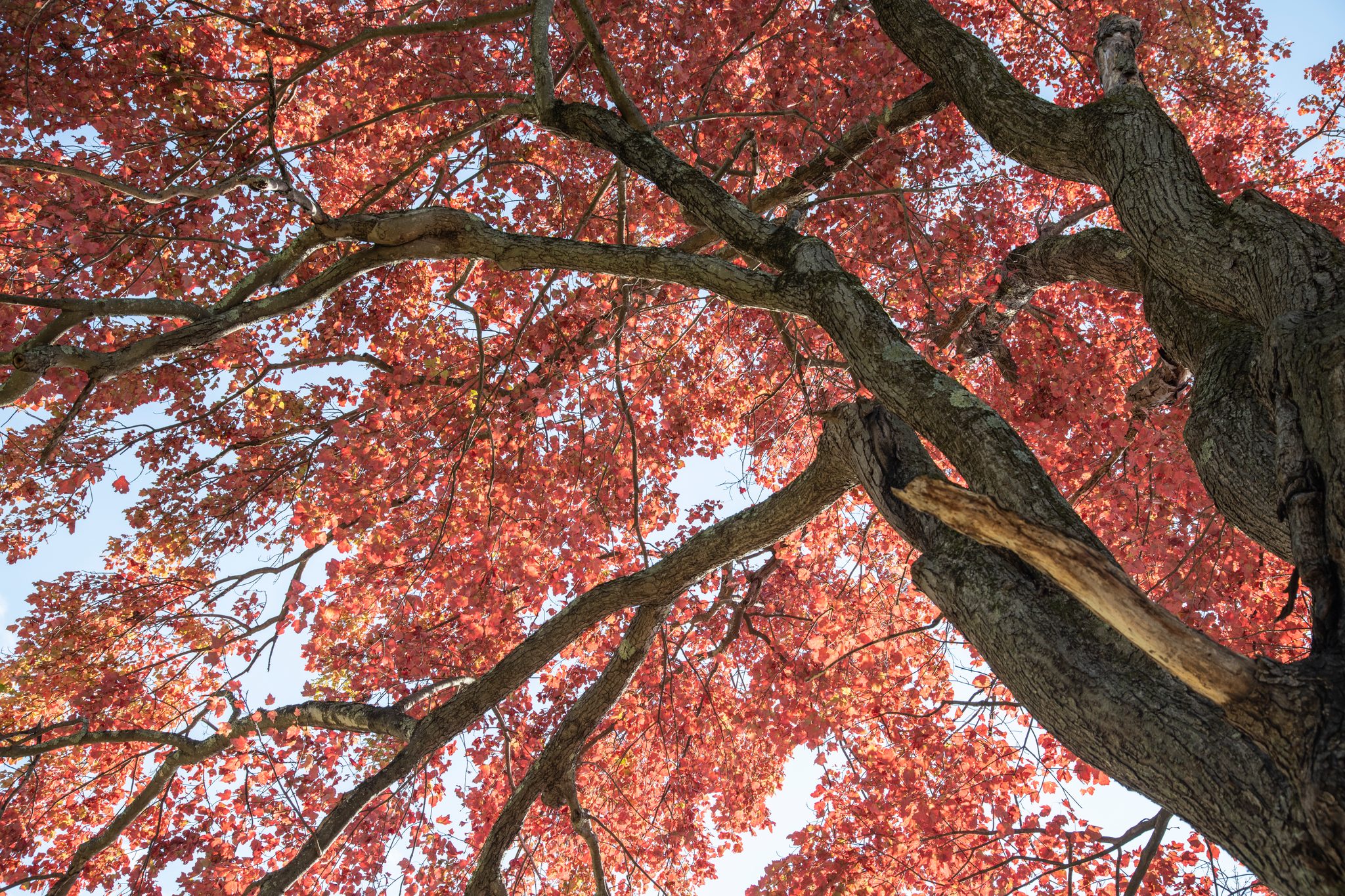 Looking straight up into a canopy gone red.