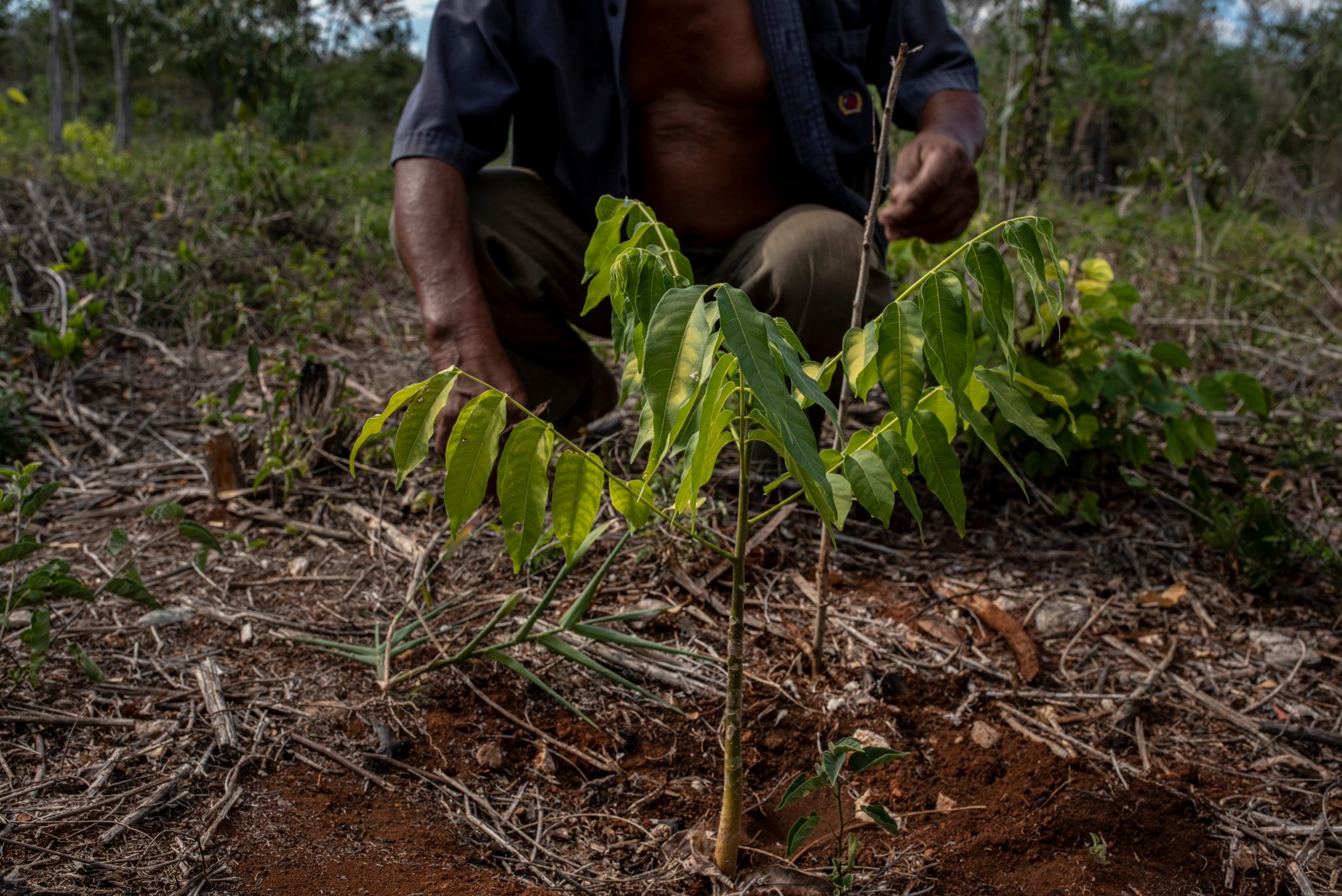 He crouches to check a sapling he planted.