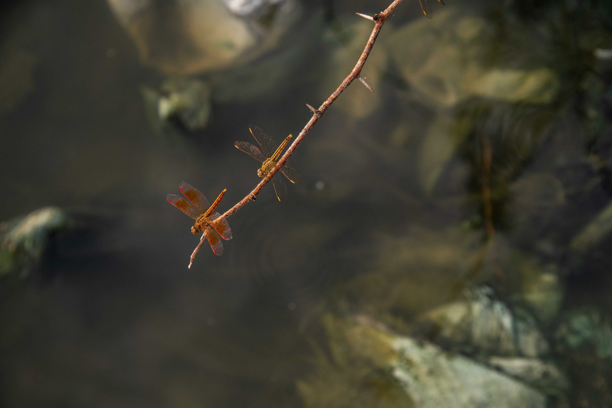 Two dragonflies cling to a twig above the dark water.