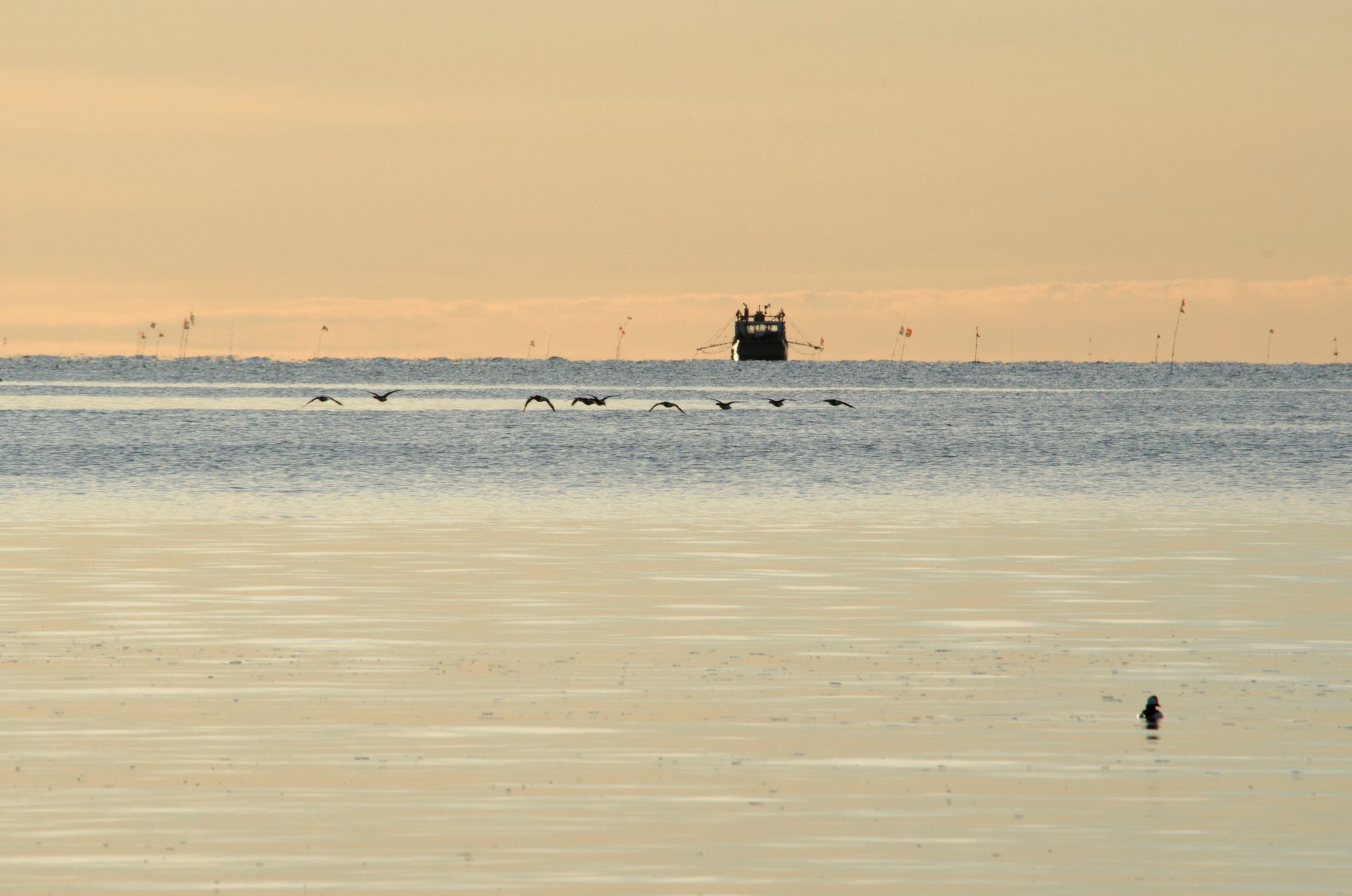 A fishing boat and a line of birds on a honeyed horizon.