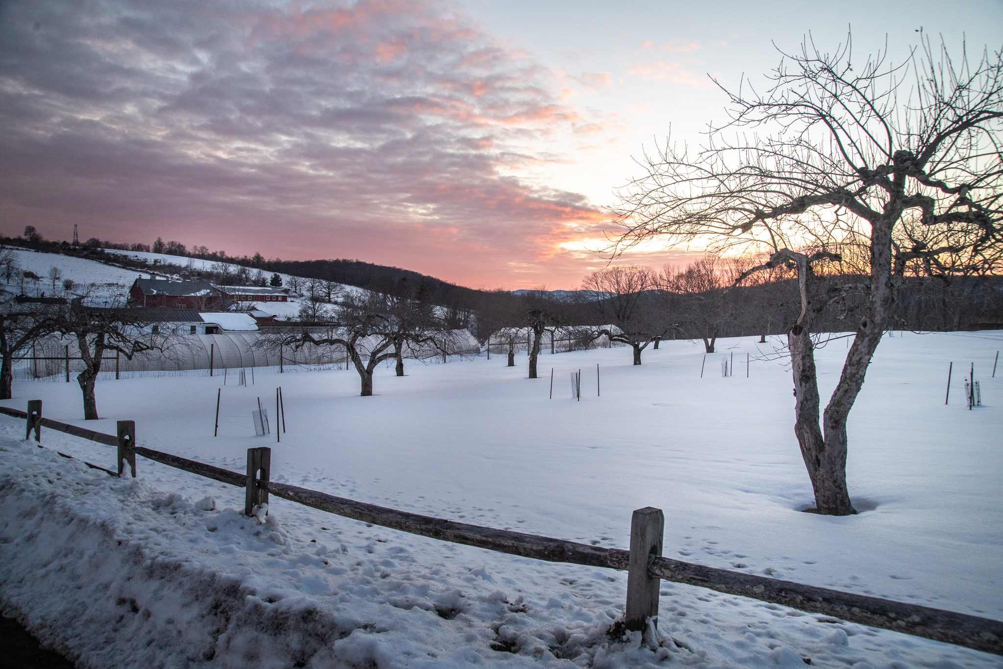 A pink sky over the snowy orchard and its split-rail fence.